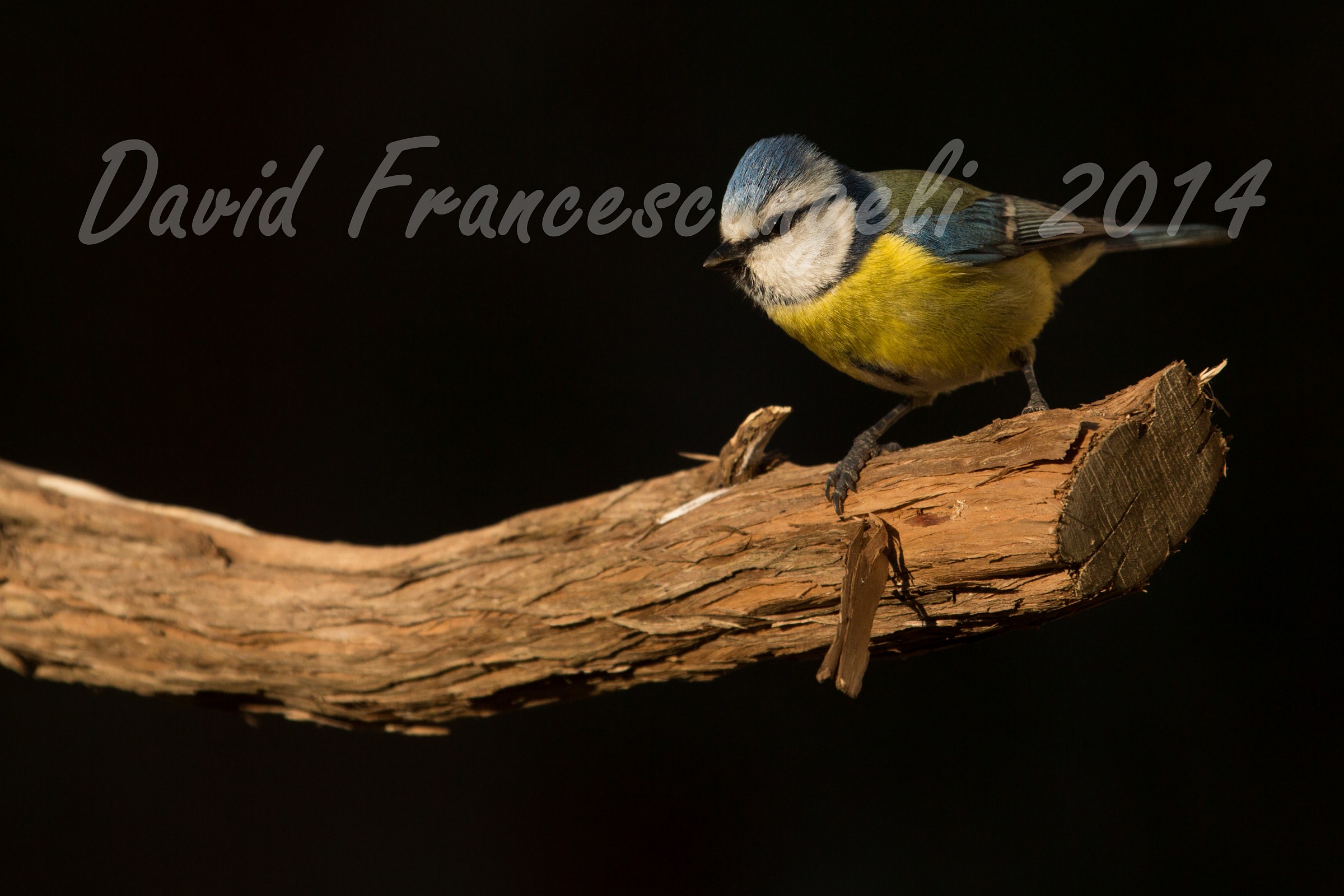 The last ray on blue tit in my garden!