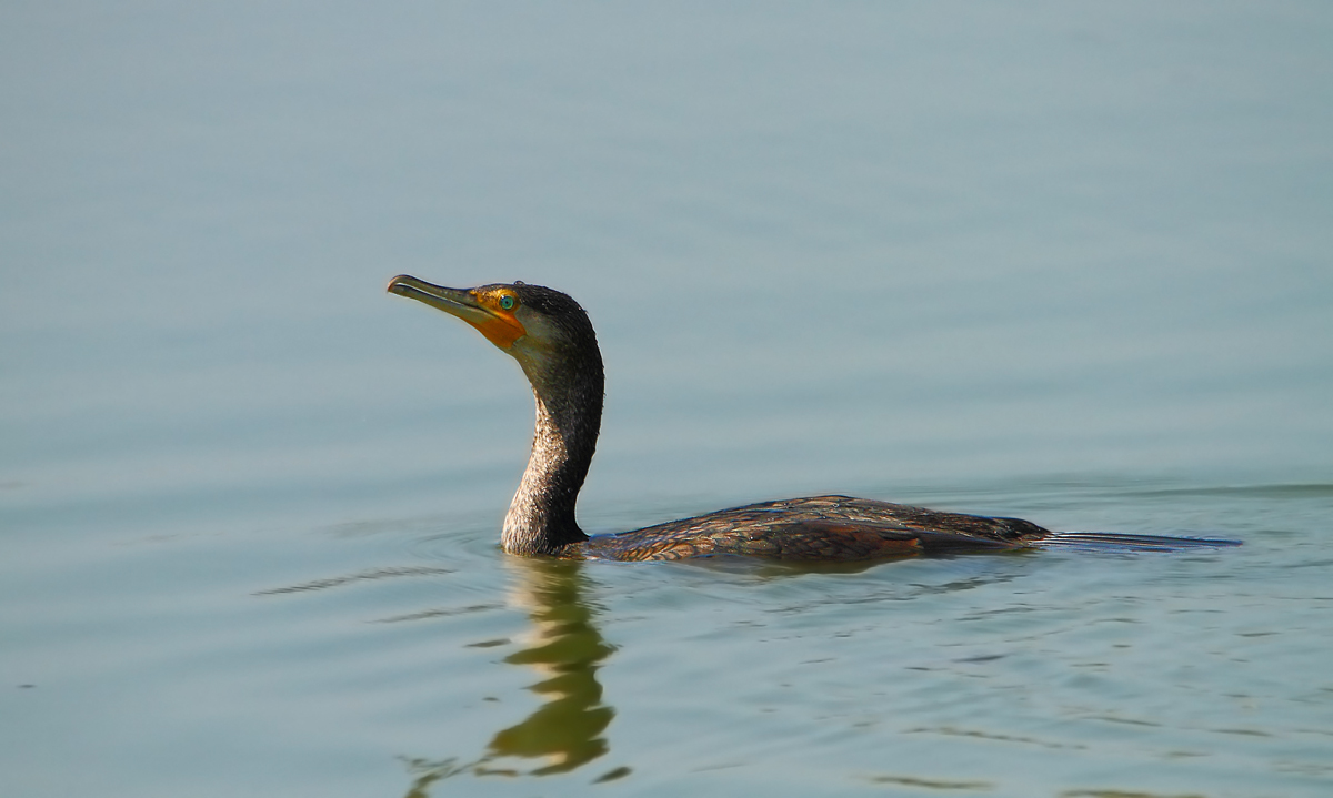 Cormorant