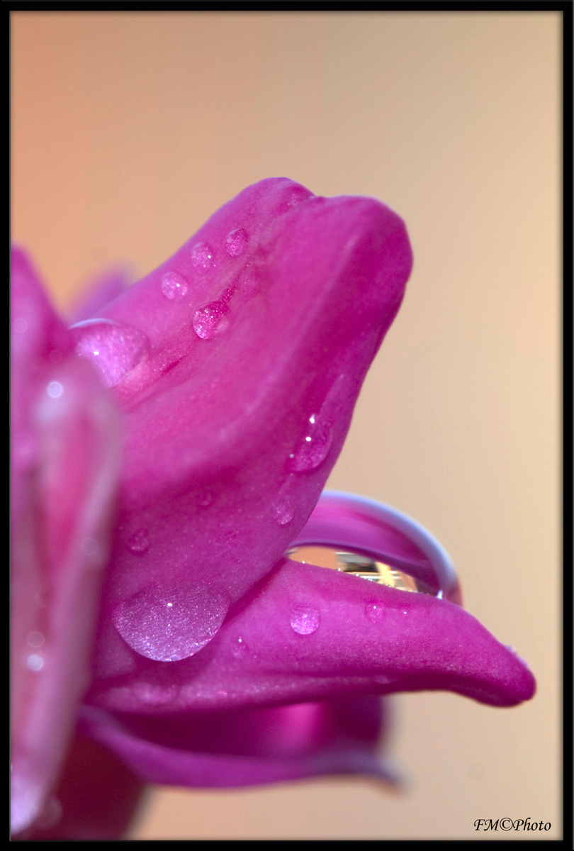 Goccie su un giacinto