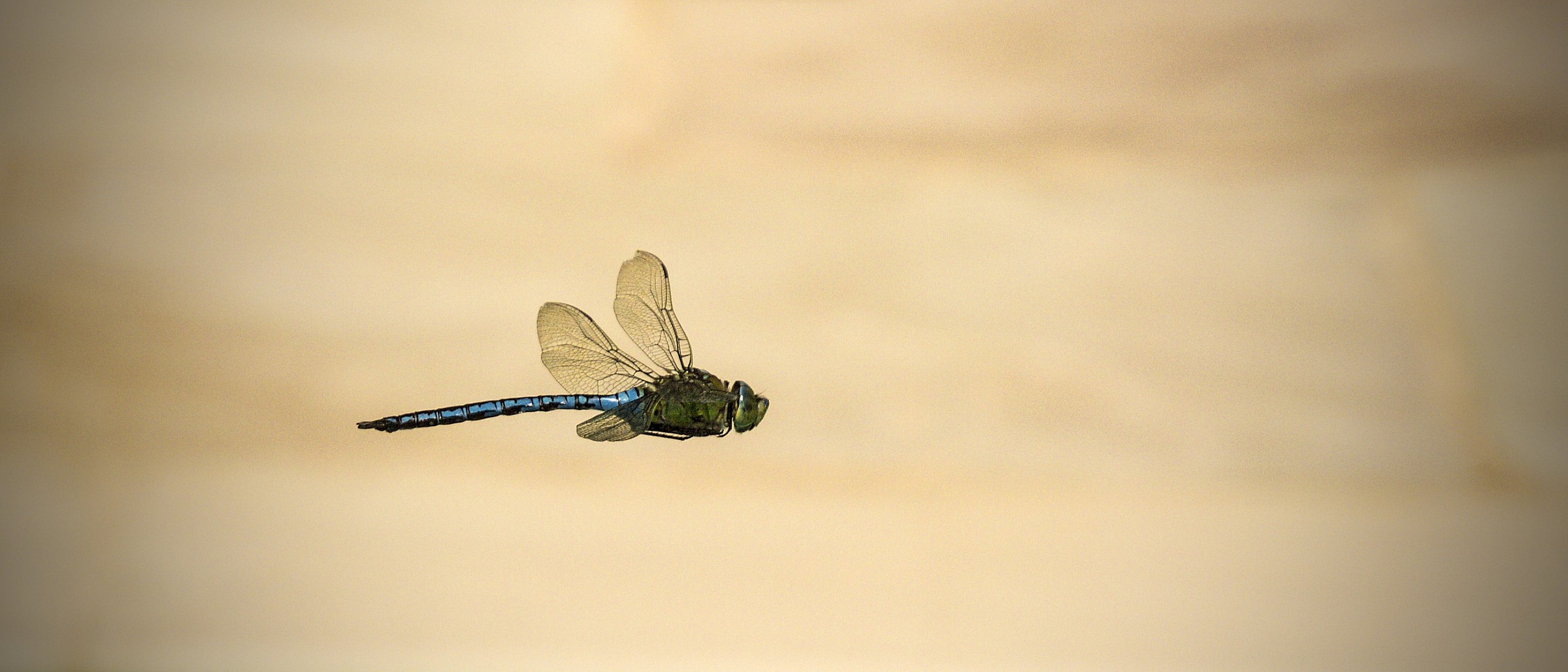 Dragonfly