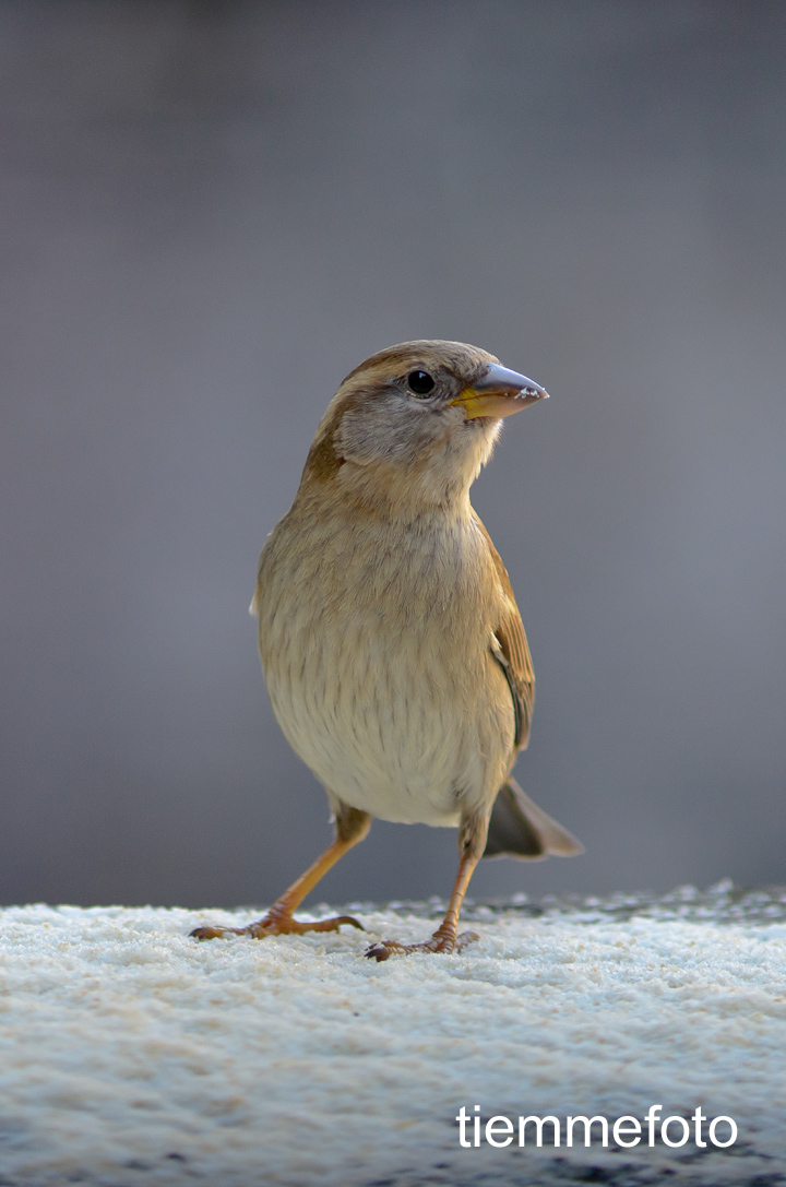 Passera d'Italia femmina