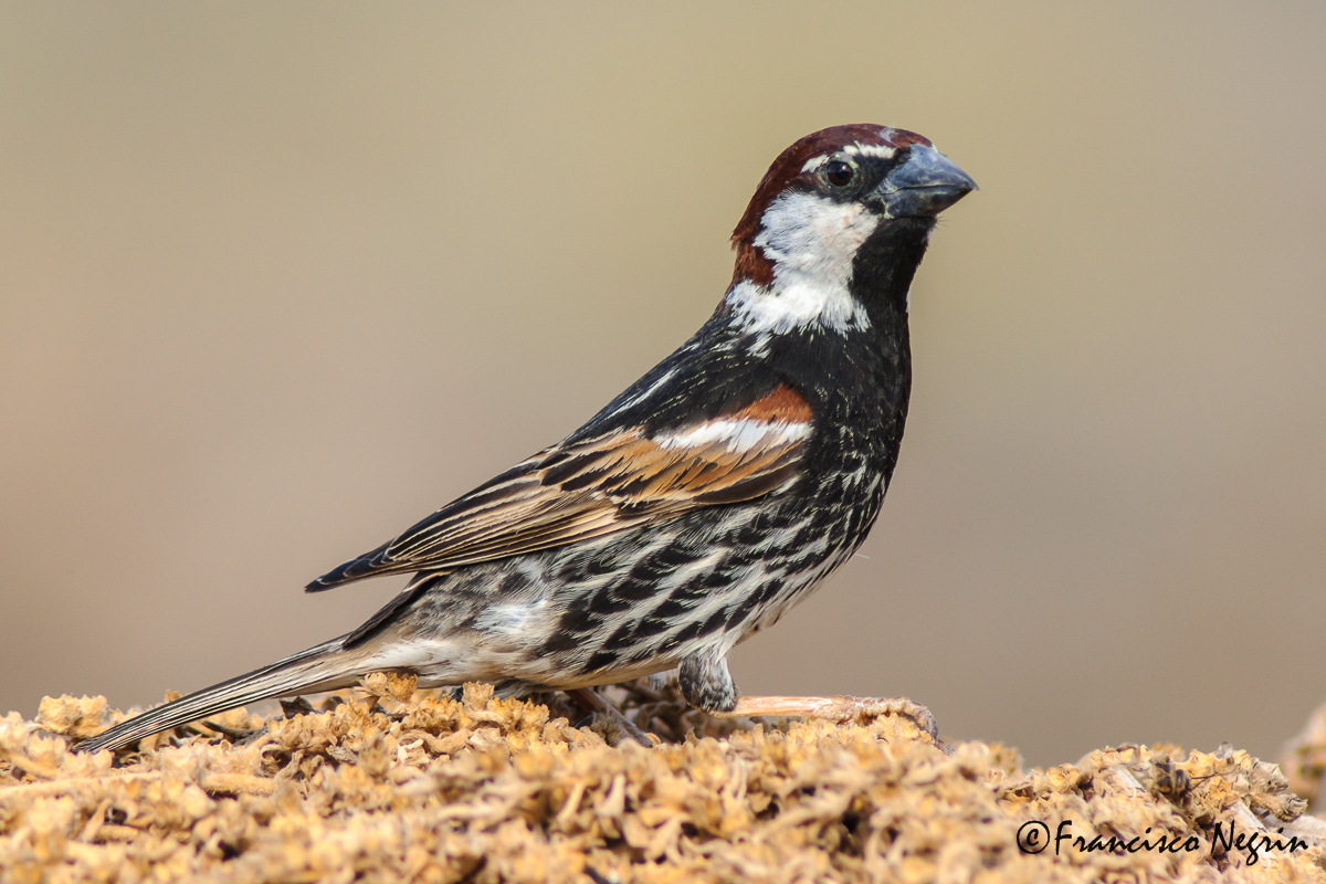 Spanish sparrow ( male )