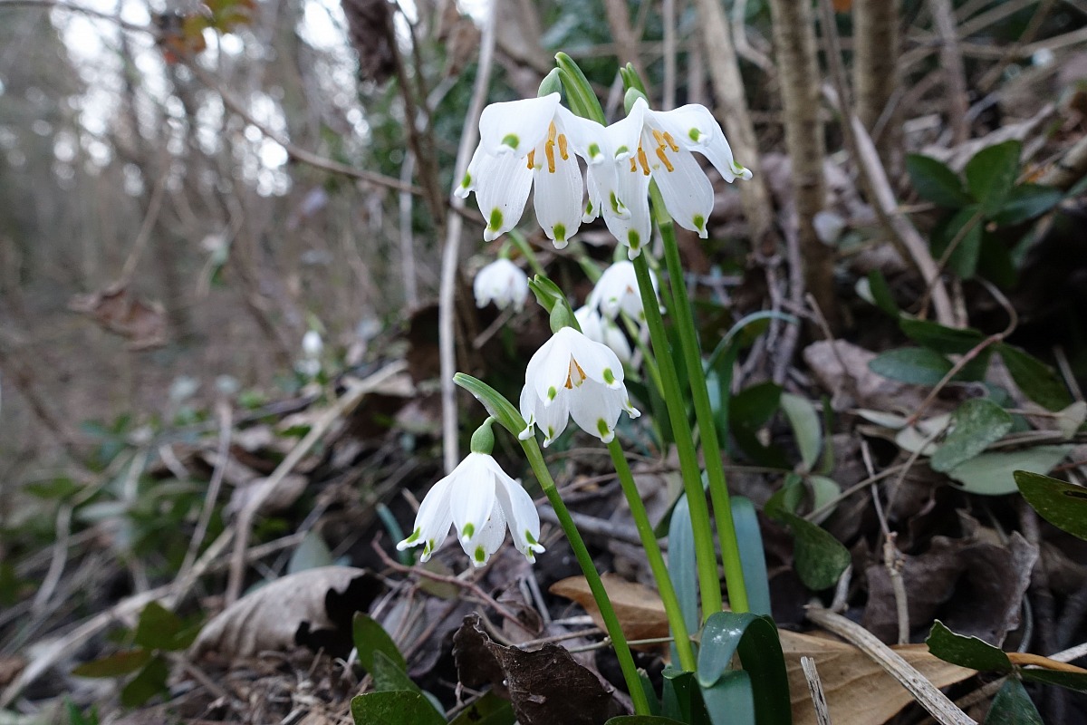 Campanellini di primavera (falsi bucaneve)