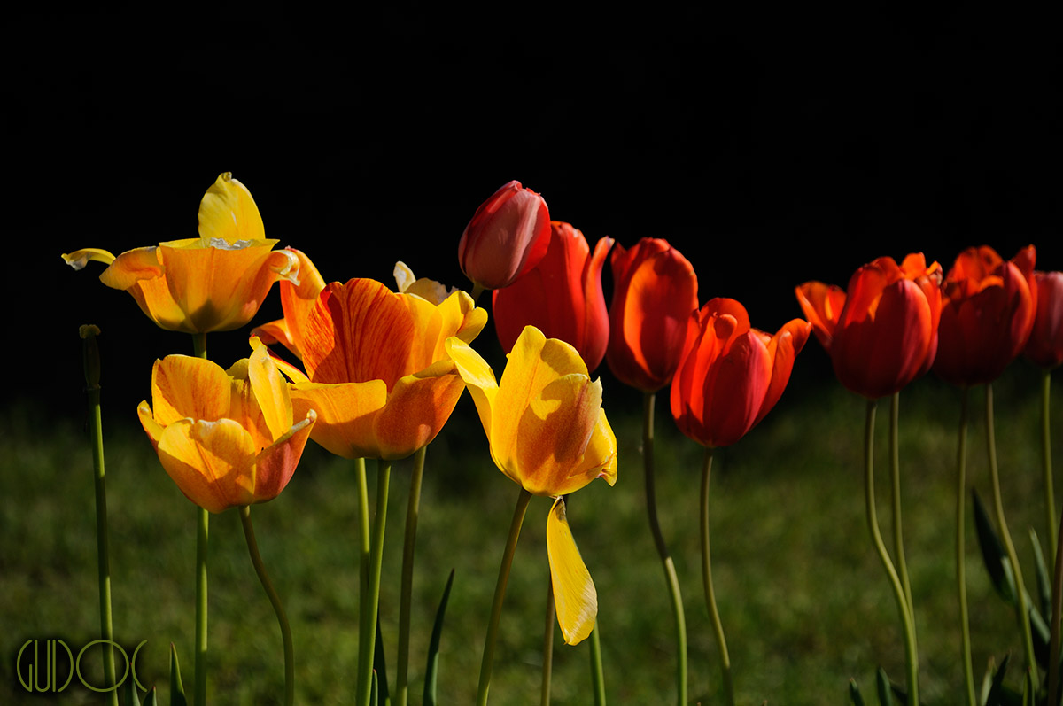 Dai Gialli ai Rossi 1