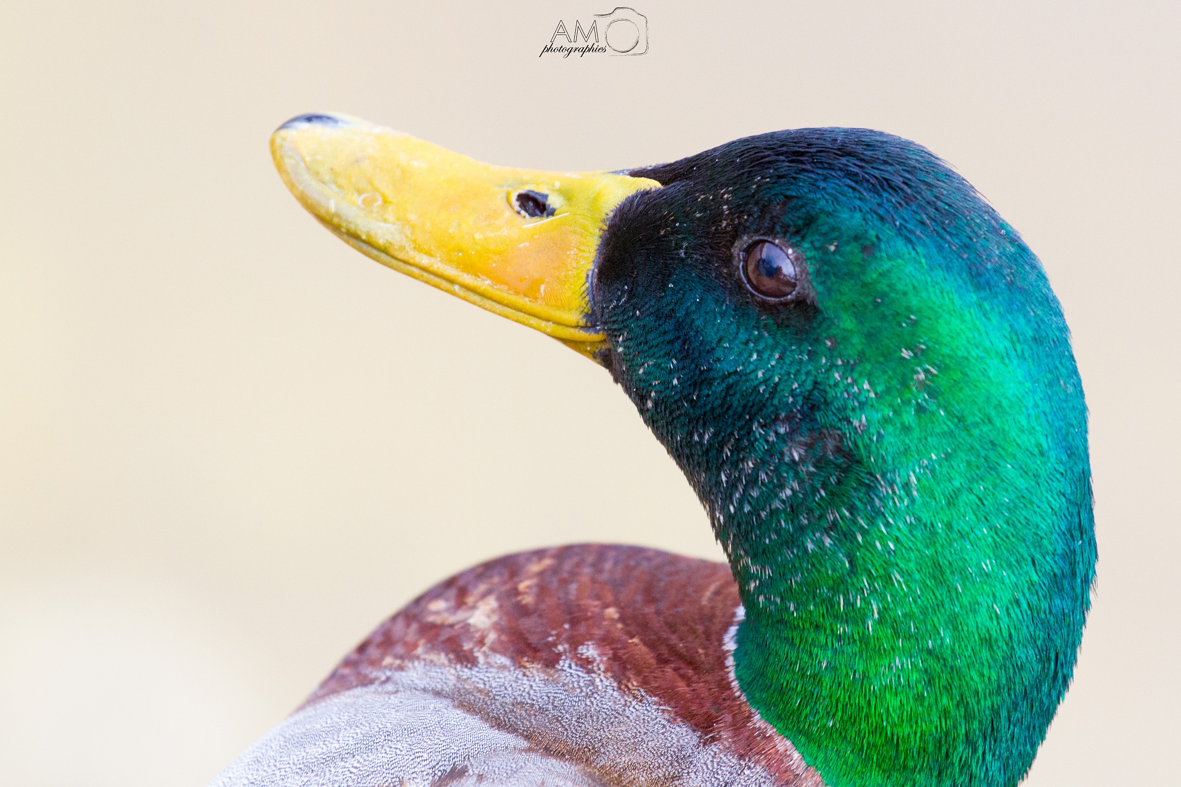 Mallard