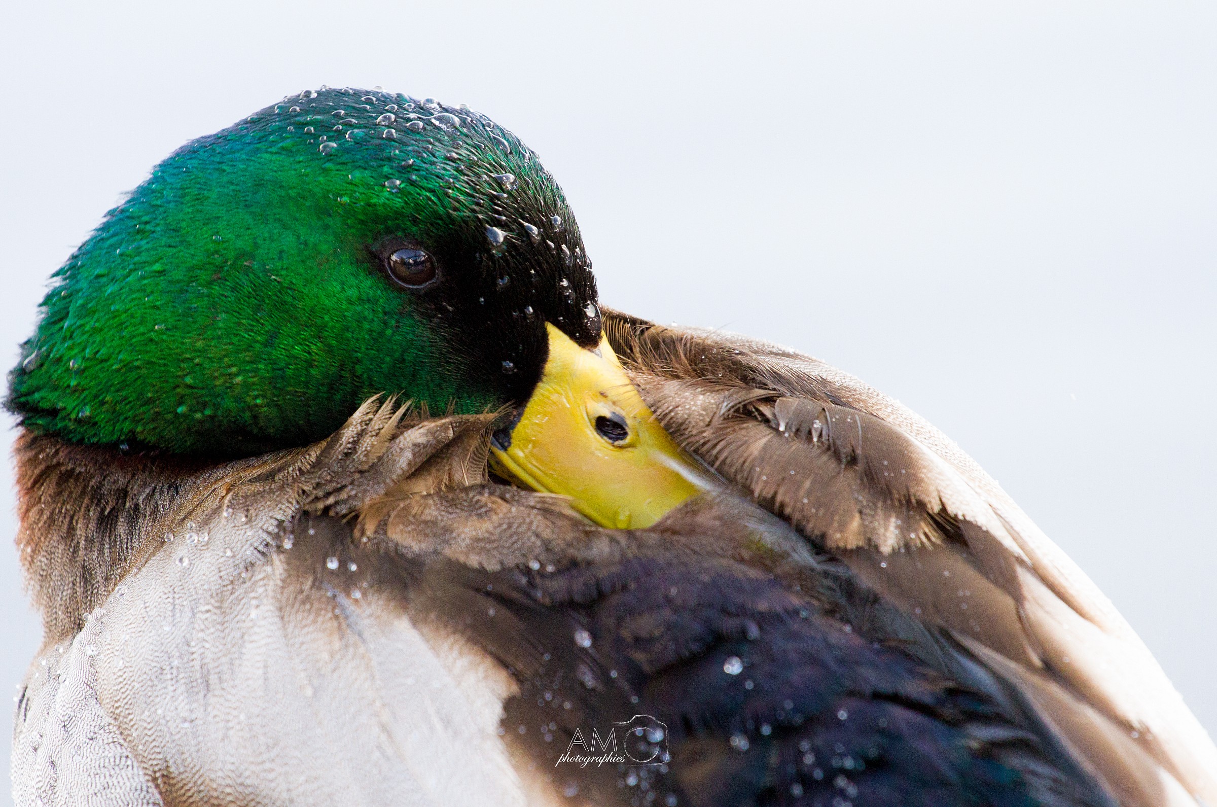 Mallard 3