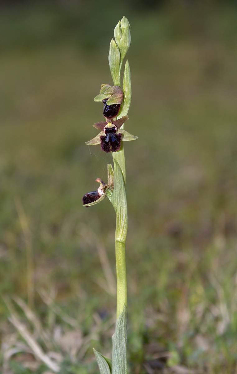Ophrys sphegodes