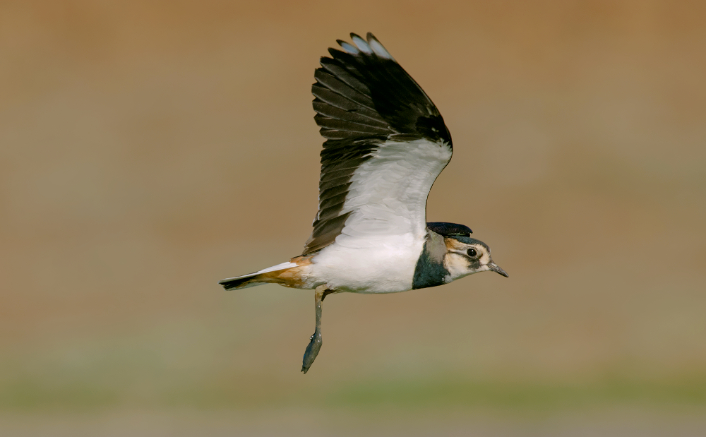 northern lapwing