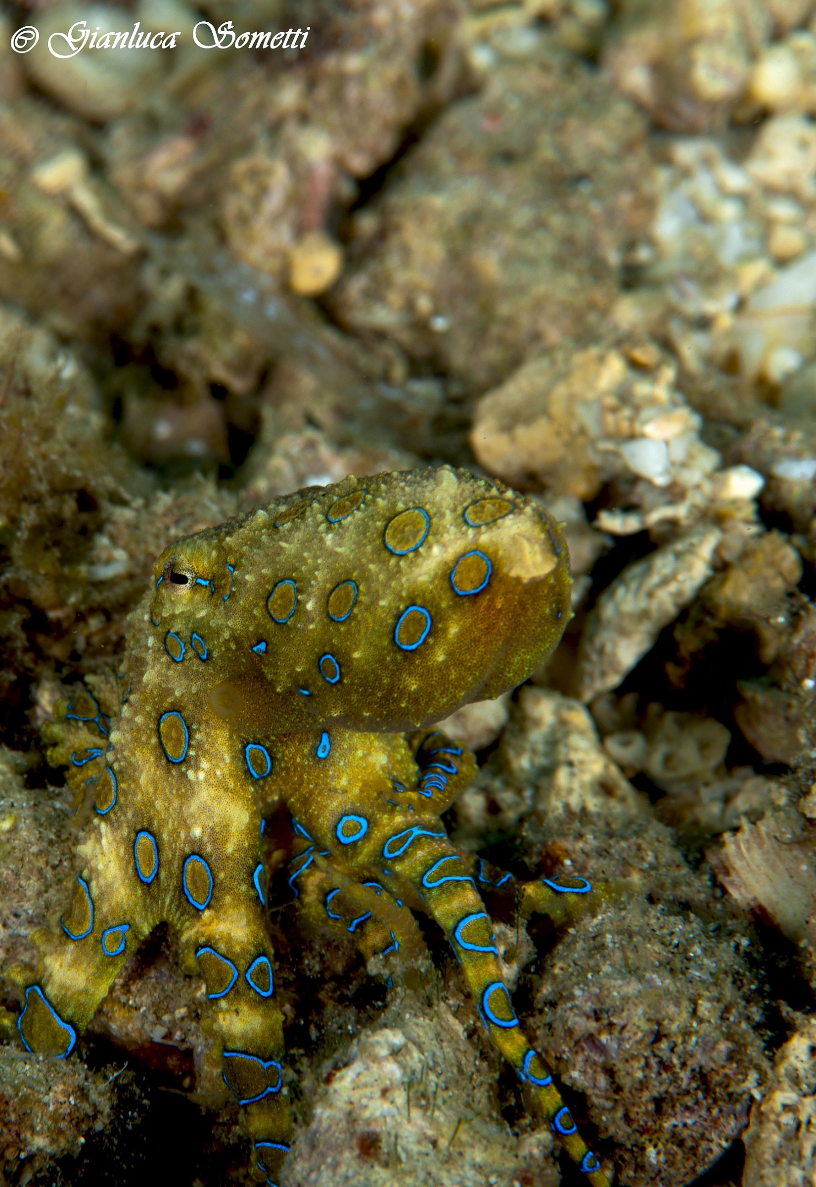 bluering octopus