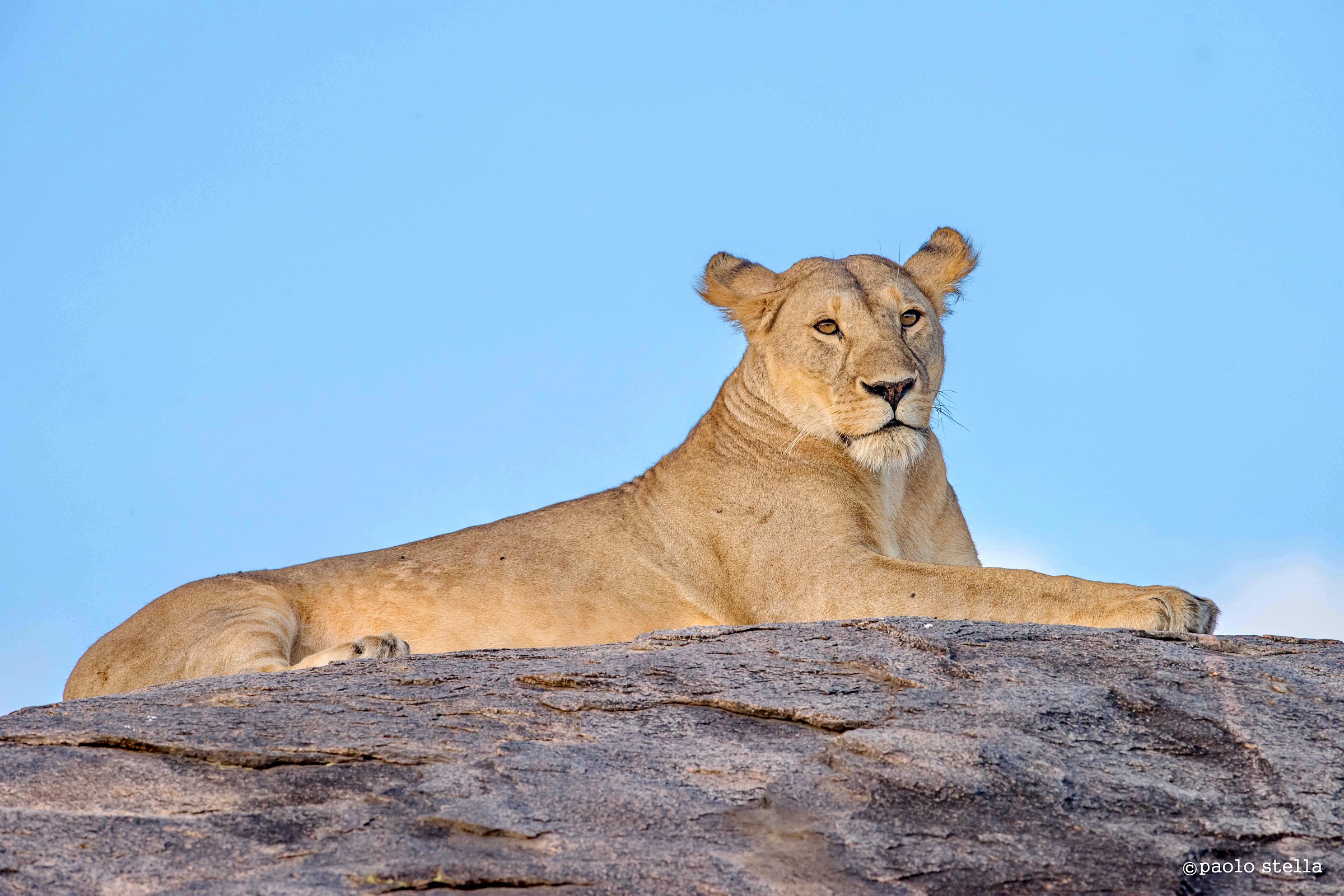 lioness portrait