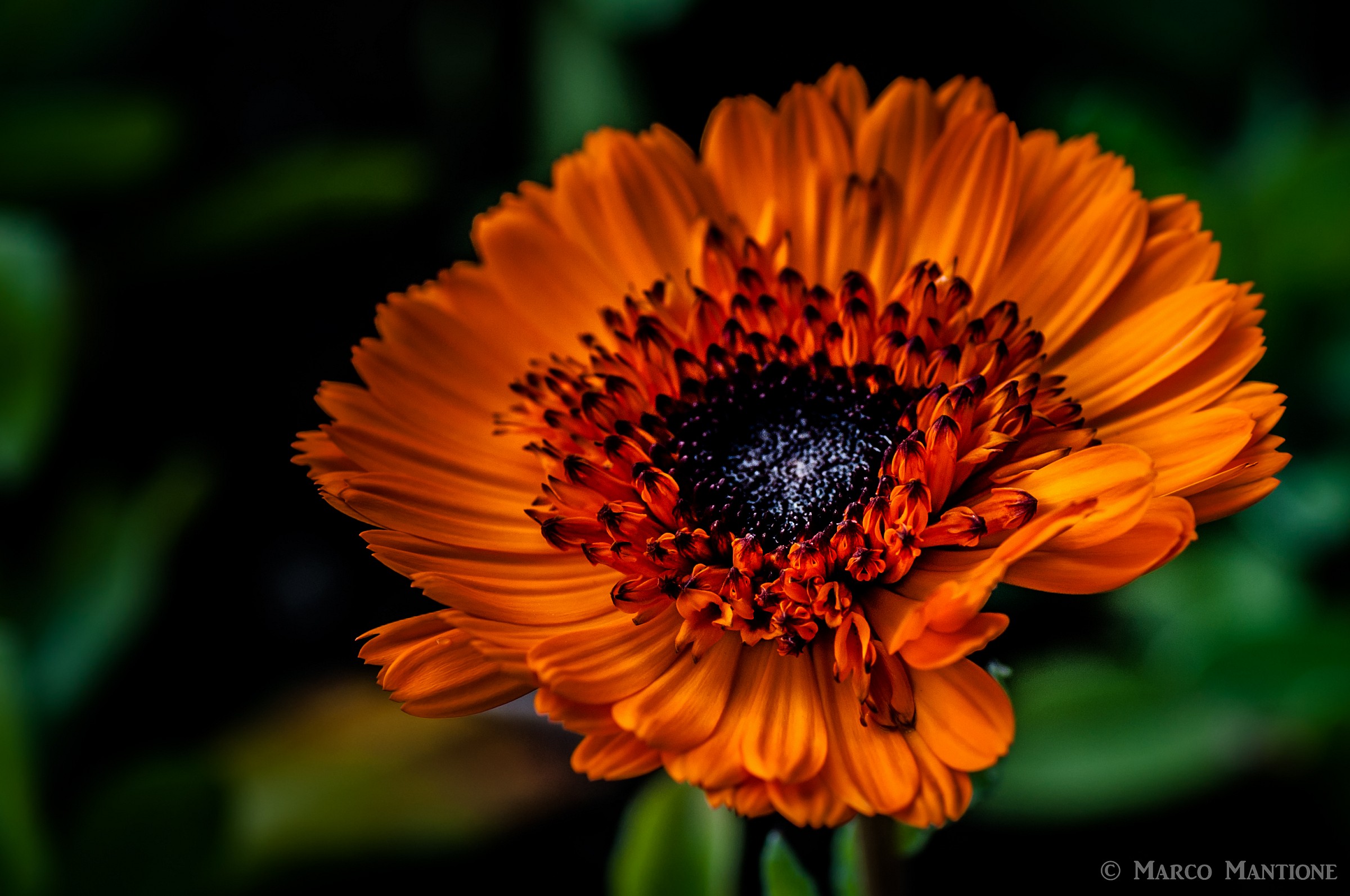Orange flower