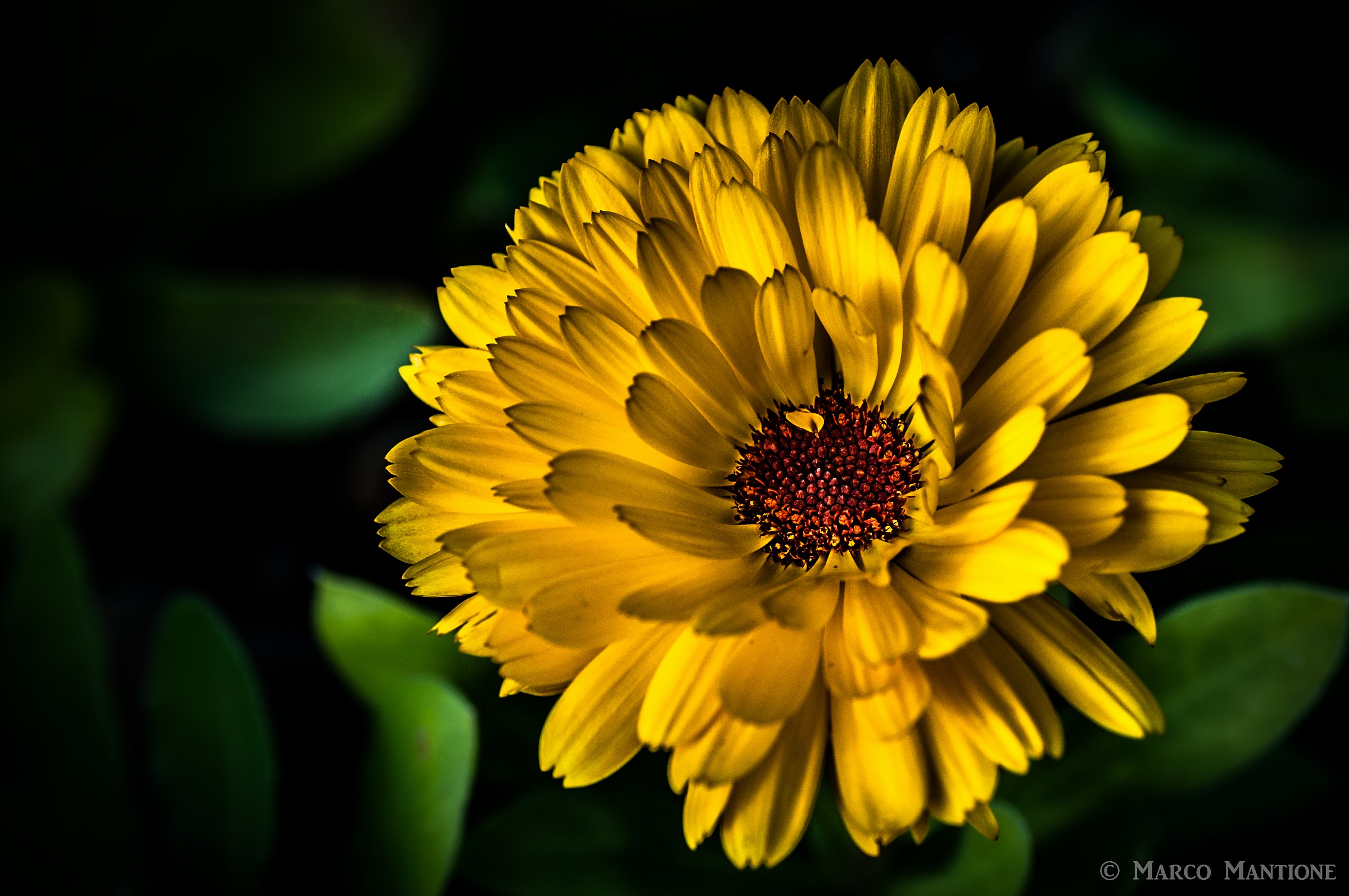 Yellow flower