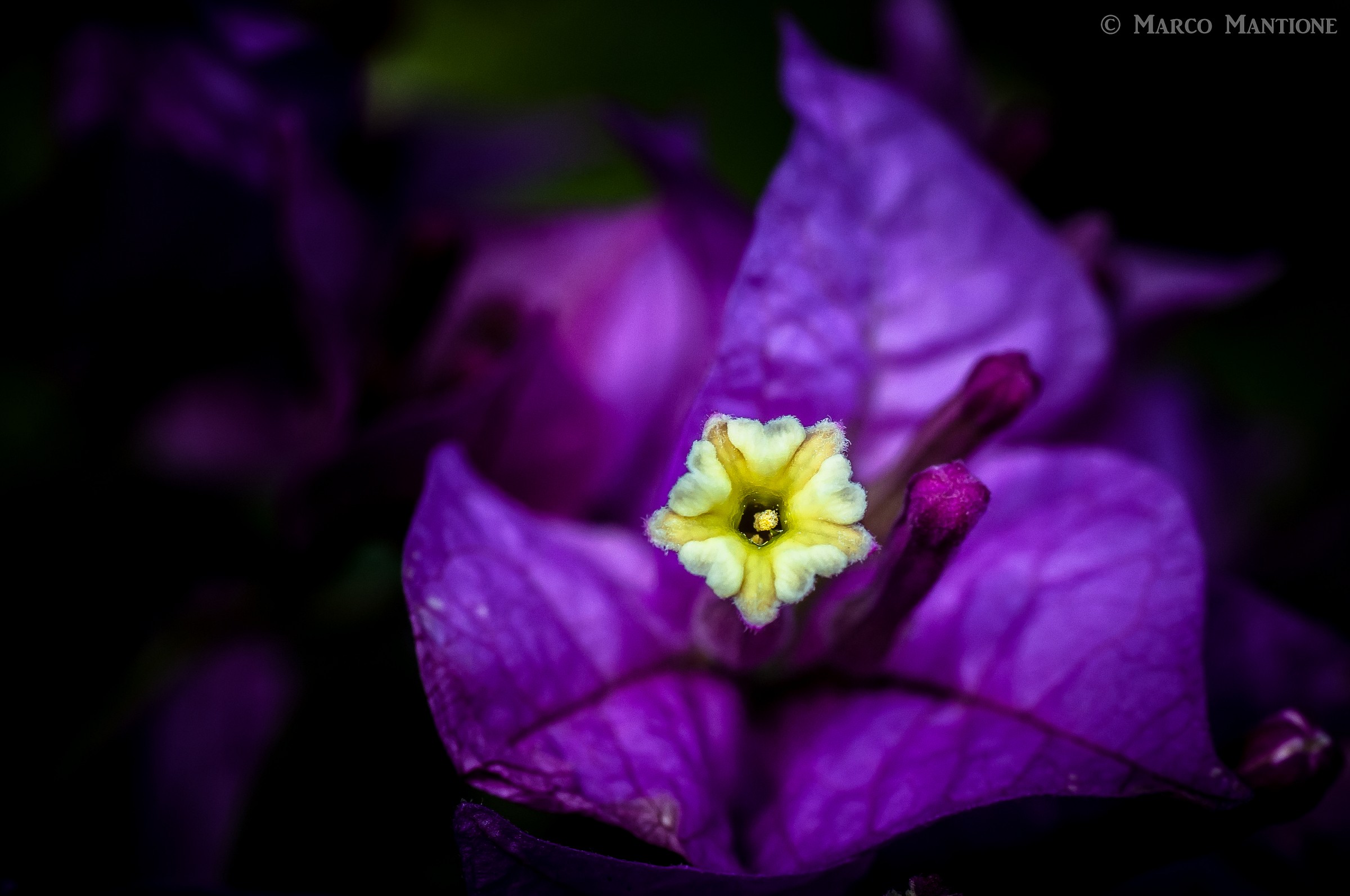 purple flower