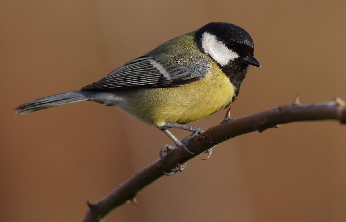 Great Tit
