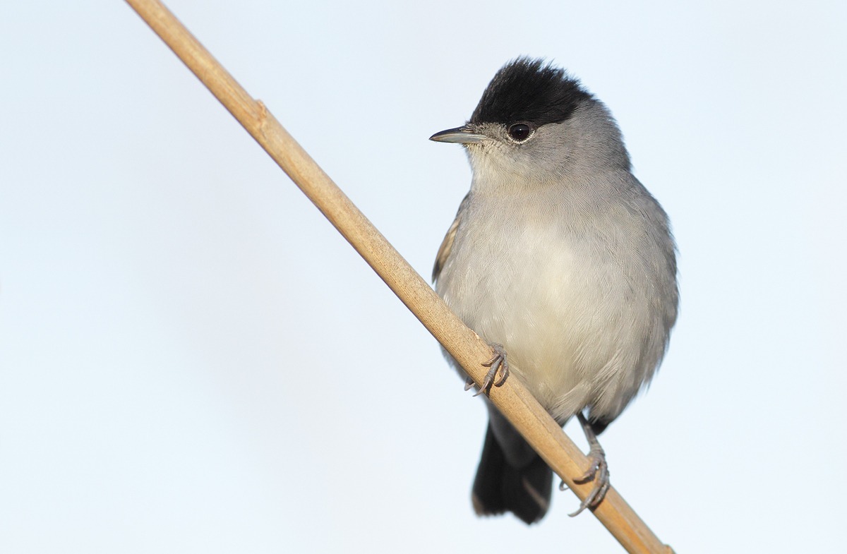 blackcap