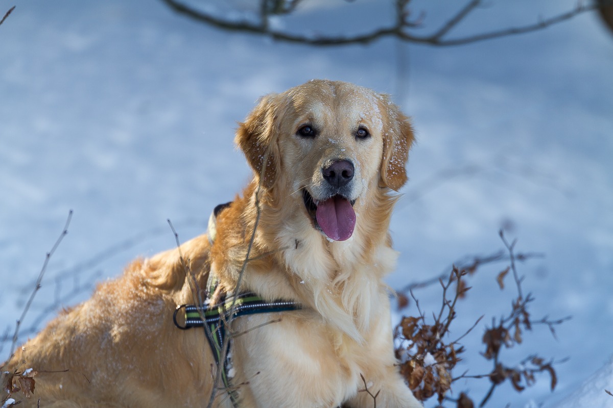 With the light of the sun that appears among the trees