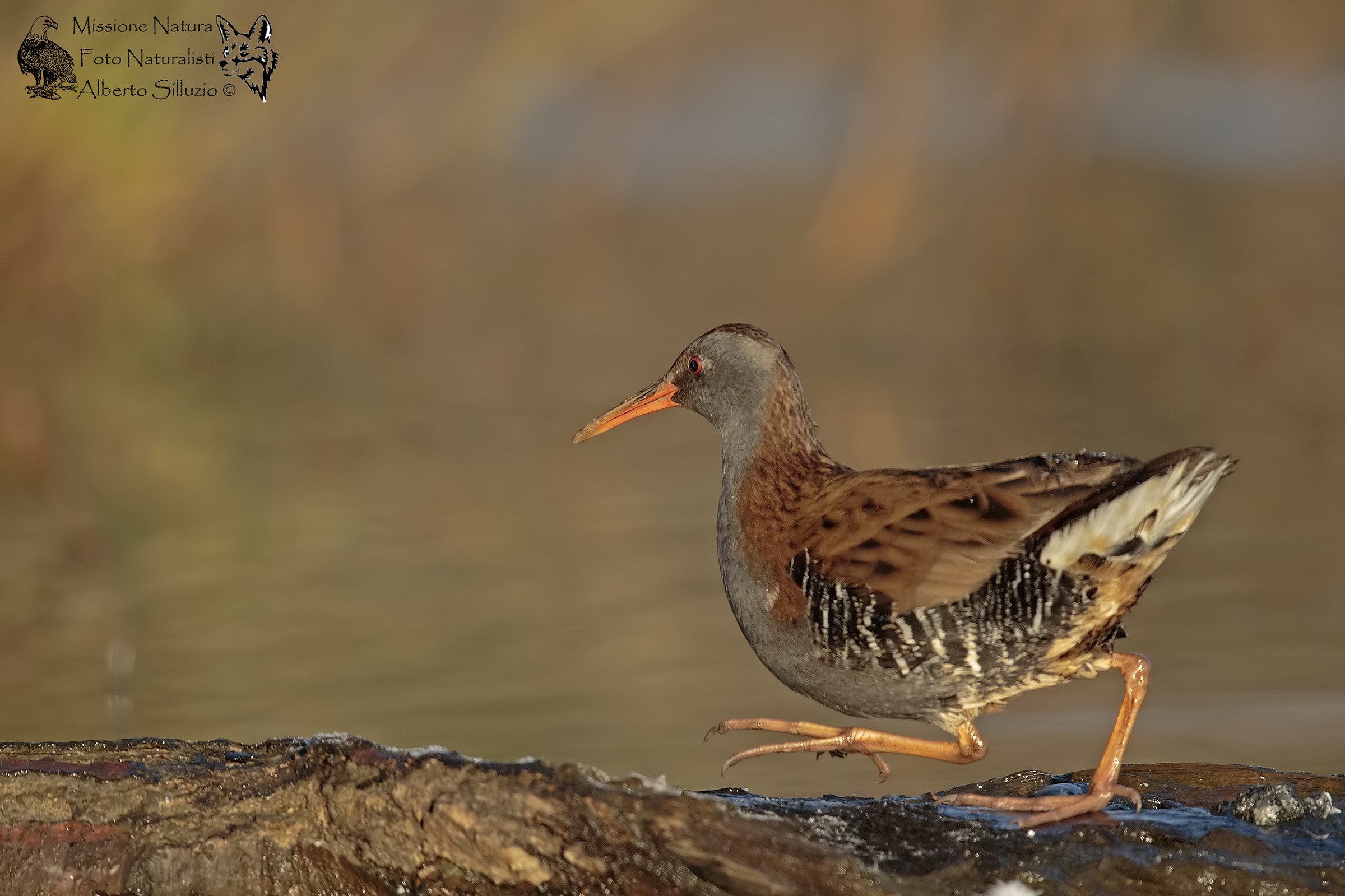 Porciglione first light ...