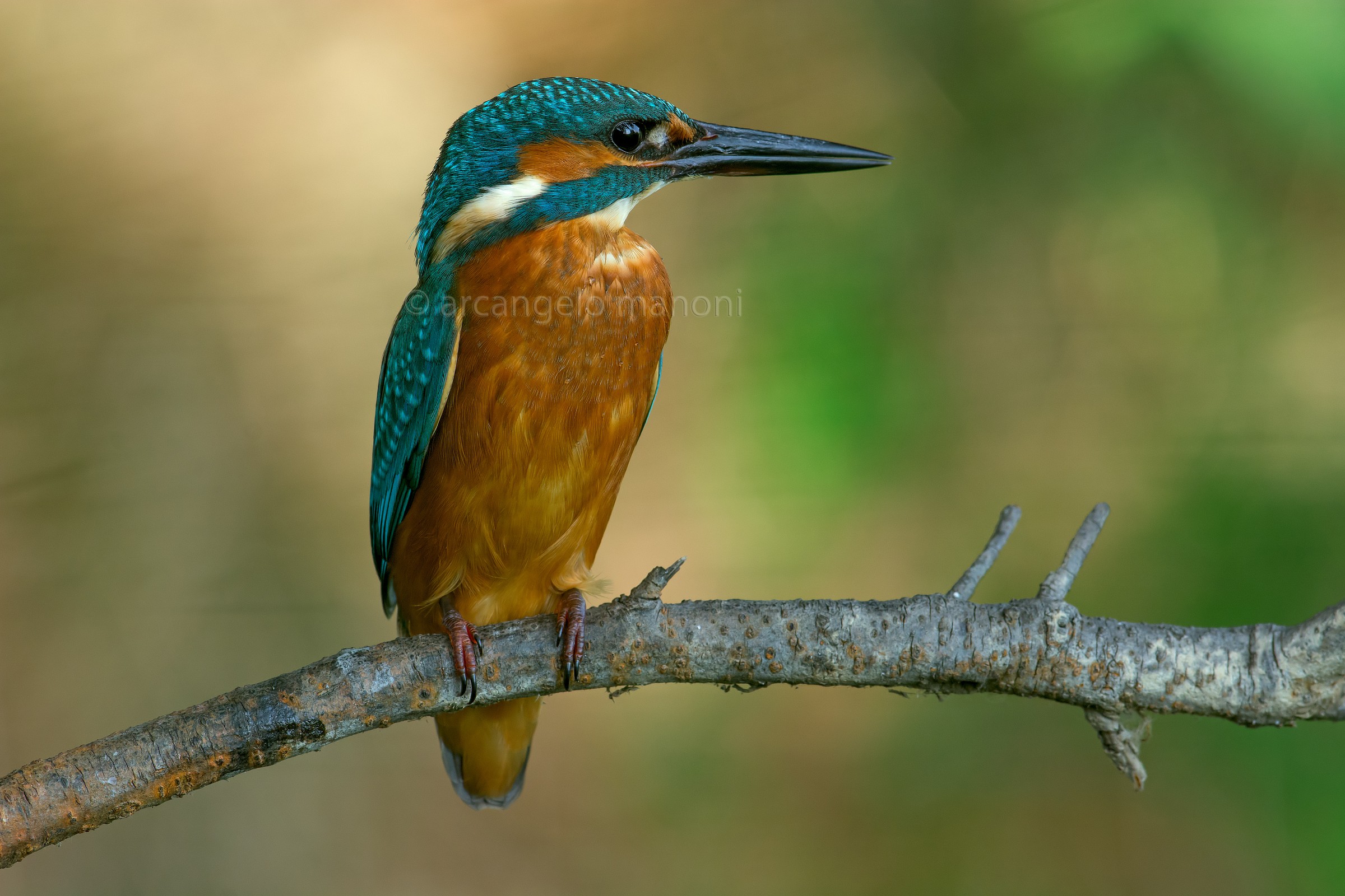 The leader of the stream