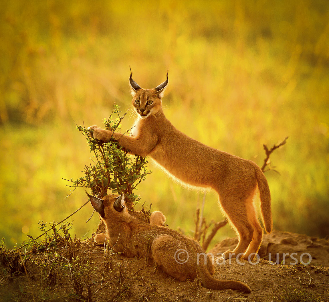 Cuccioli di Caracal - Felis Caracal