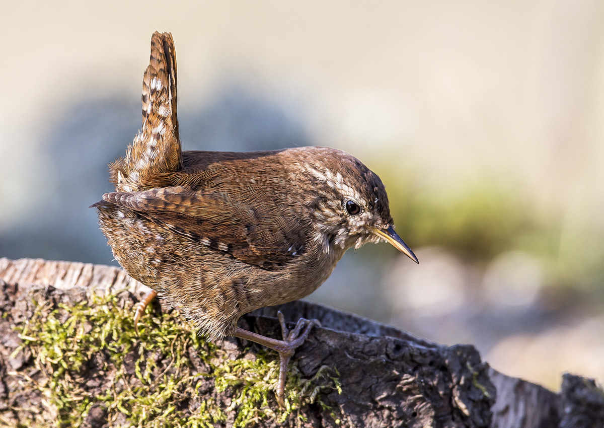 Scricciolo Free Climbing
