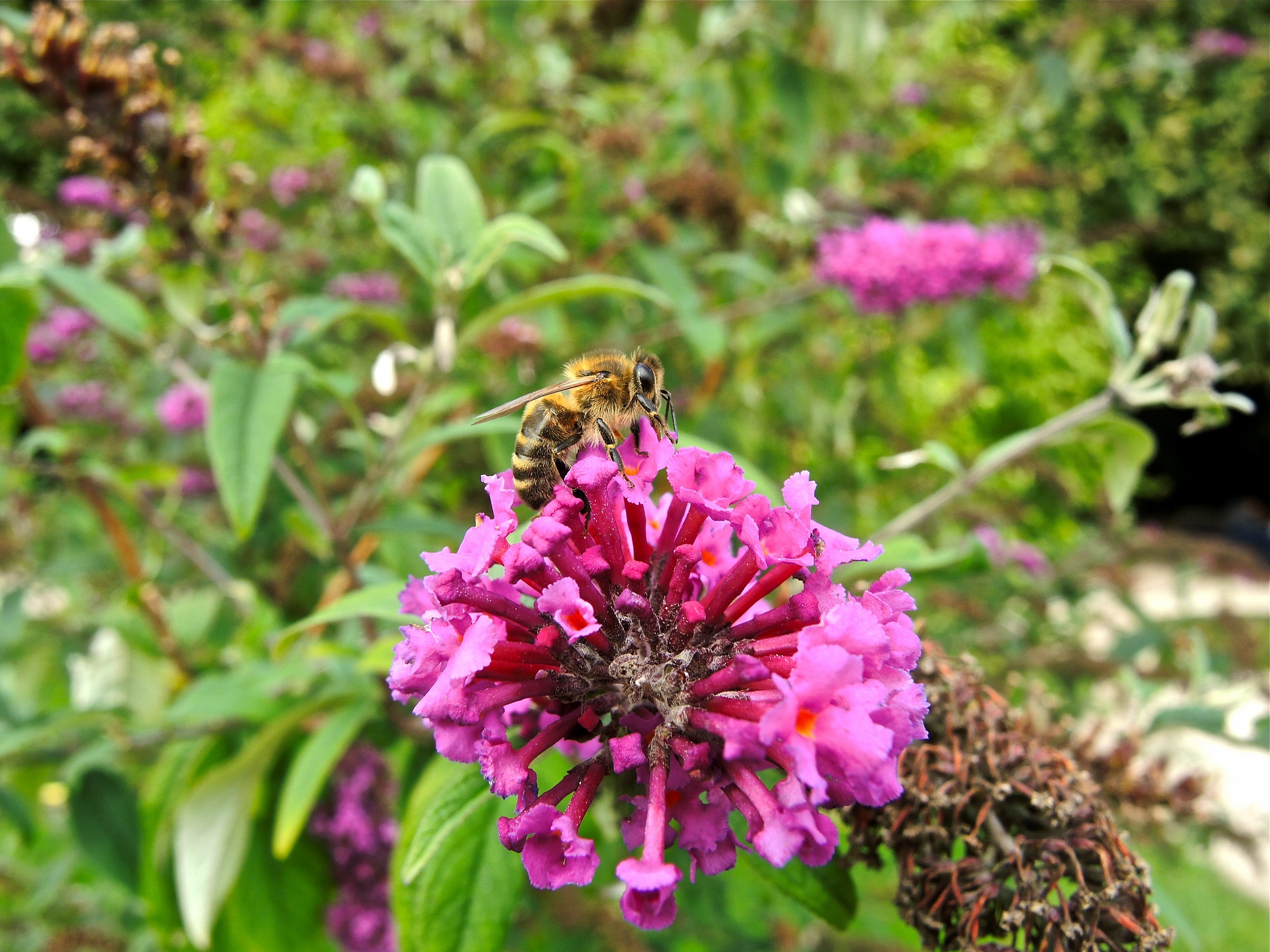bee on flower
