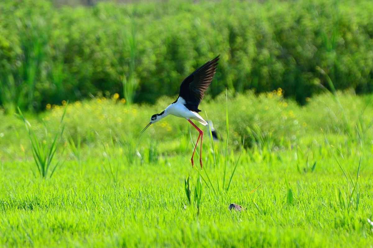 Let's jump ... waiting for spring