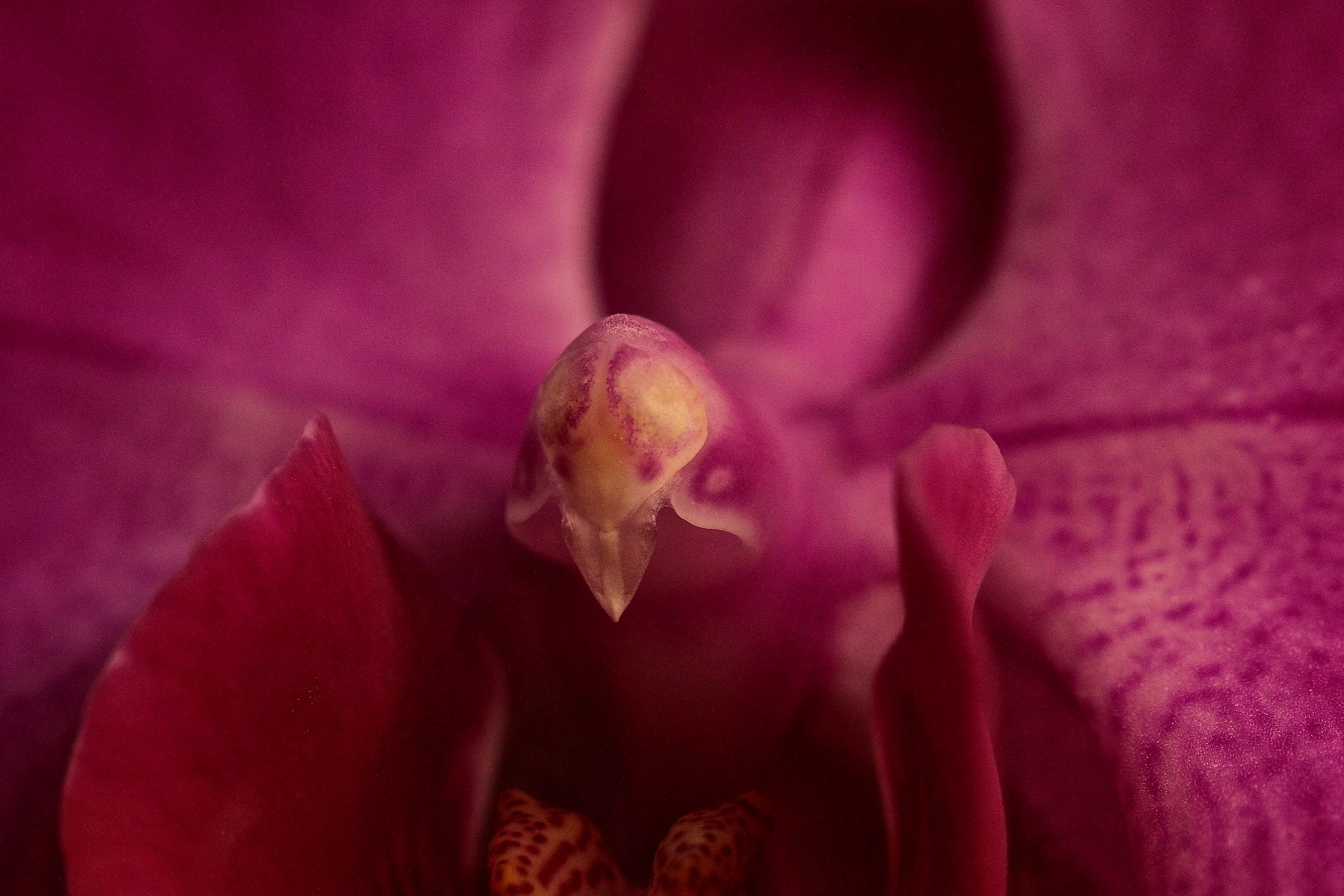 particolare orchidea