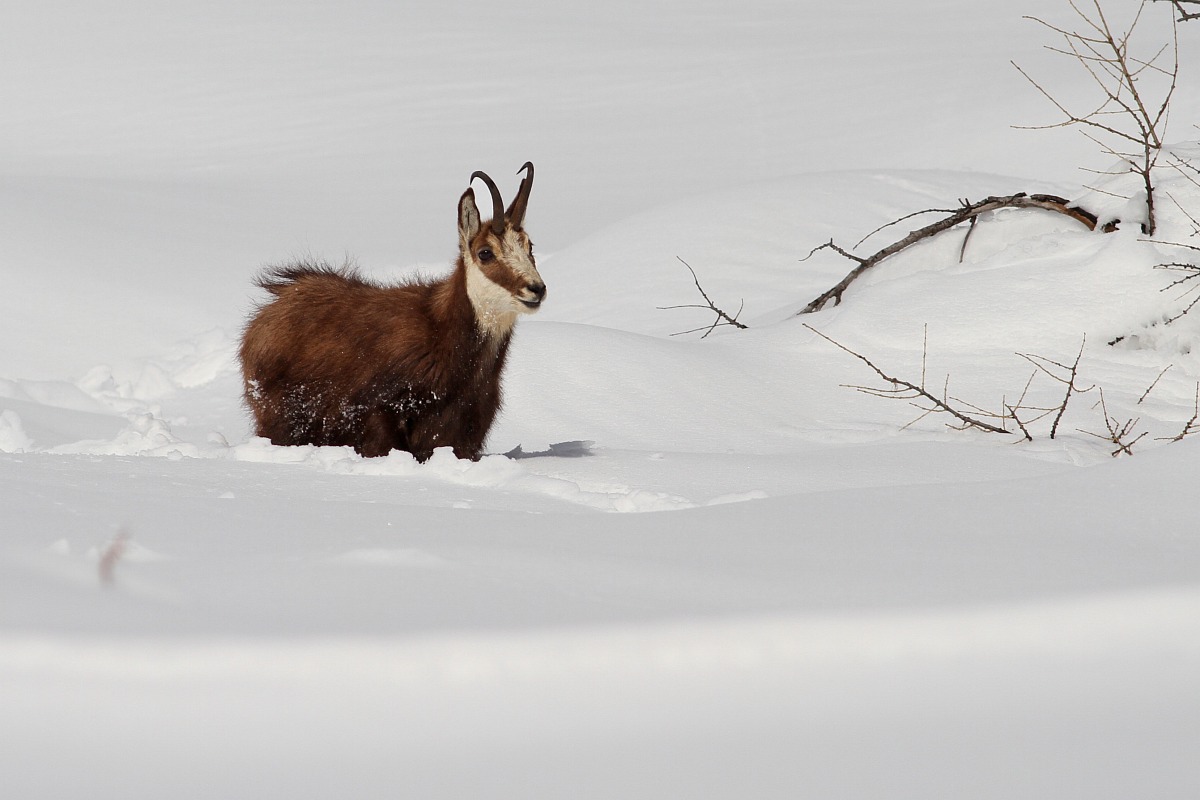 chamois