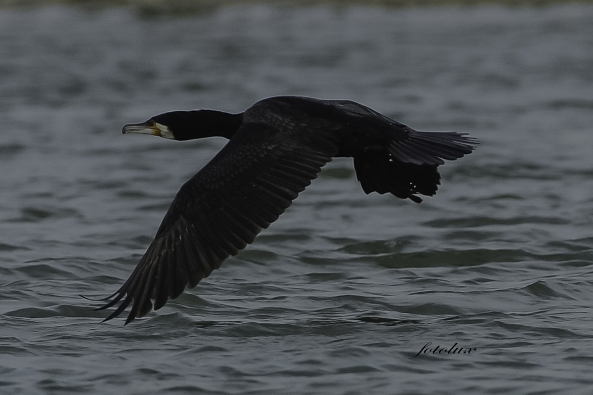 Cormorano / Delta del Po 2014