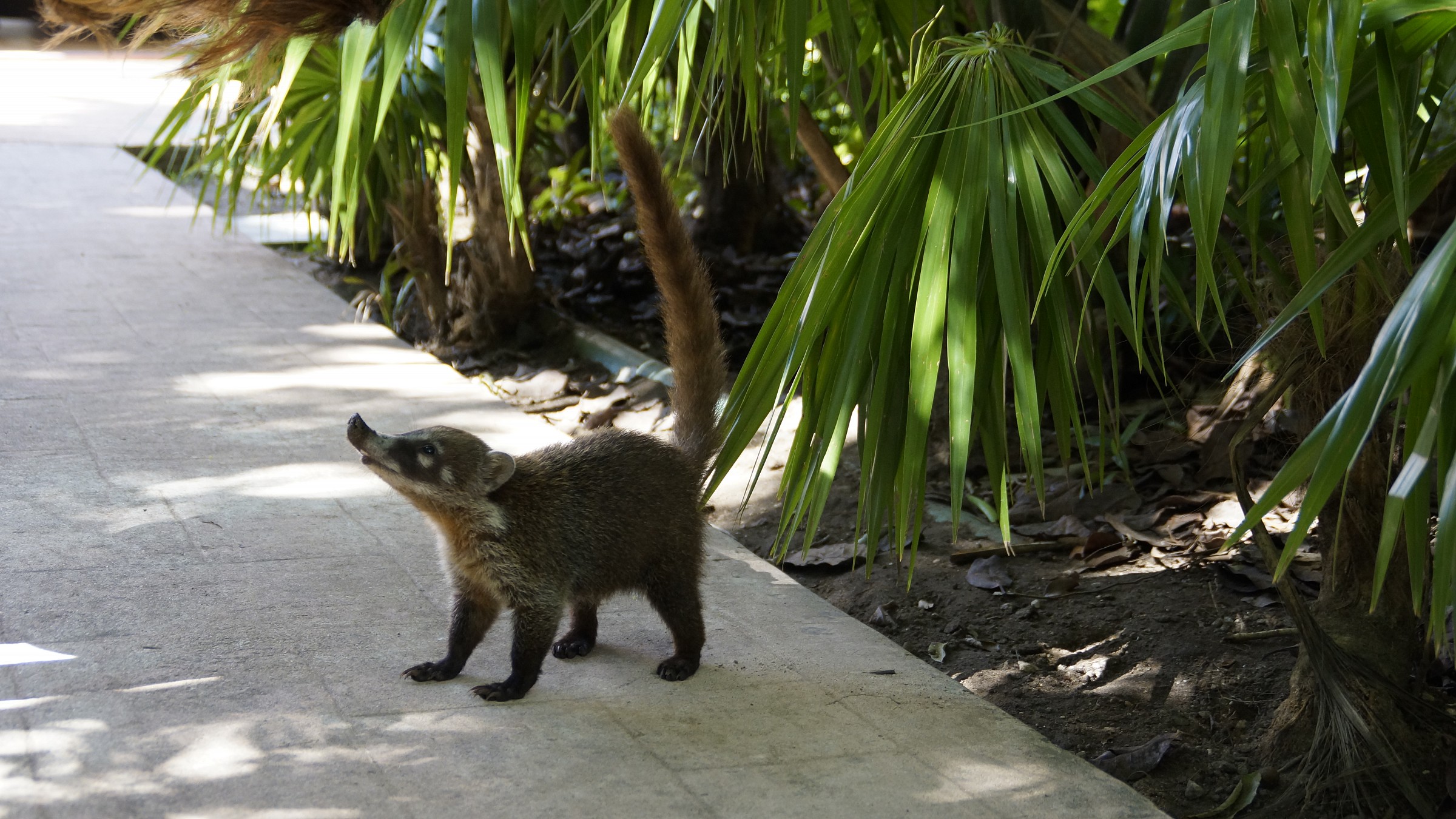 Coati..