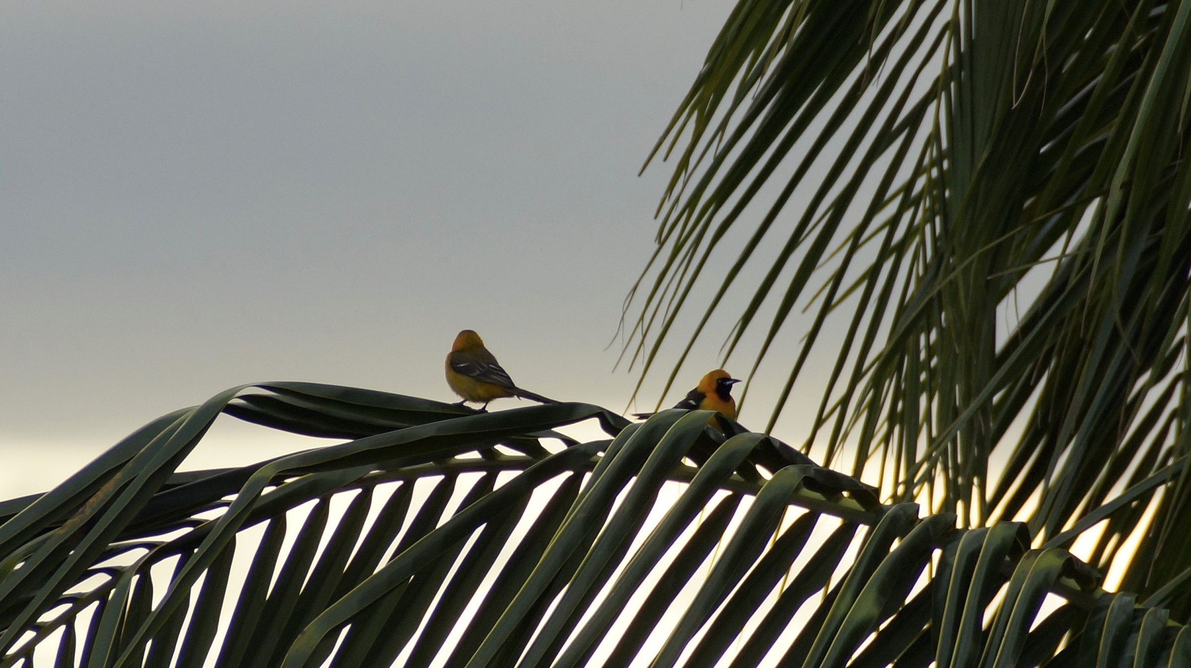..io guardo di quà, tu guarda di là...