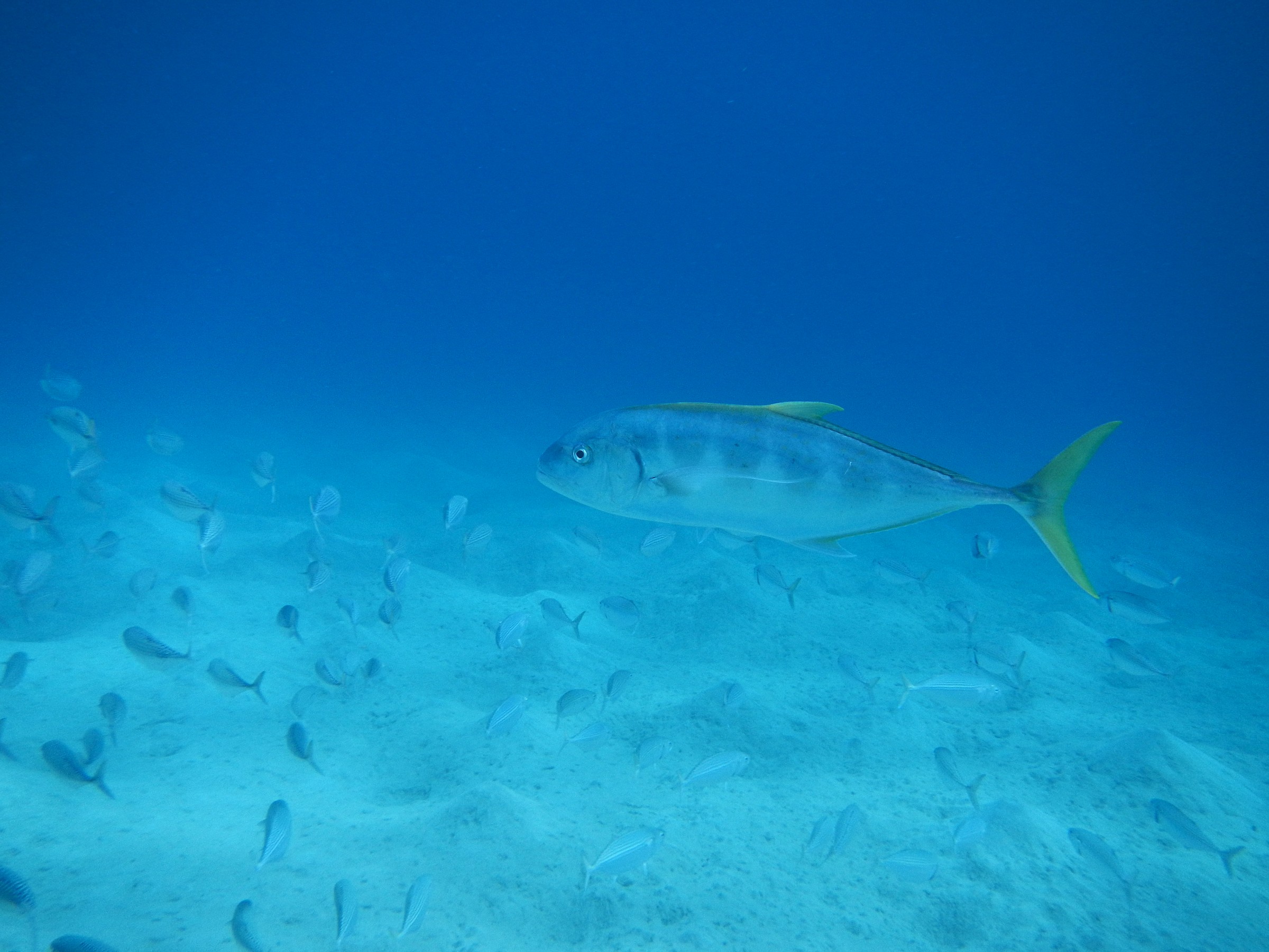 ls ricciola in caccia