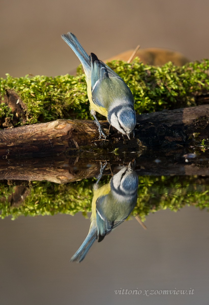 Who is the most beautiful blue tit of them all?