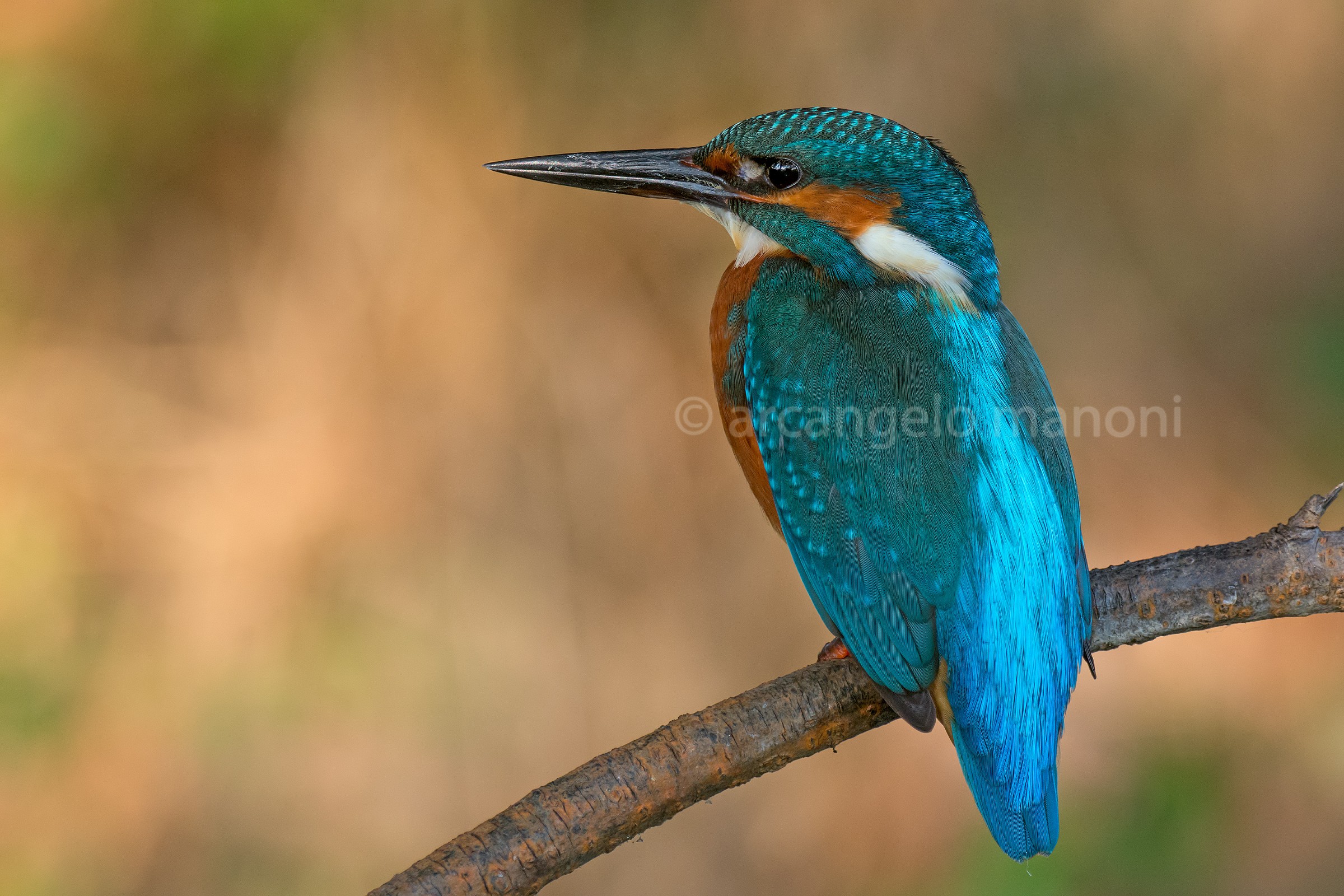 Martin with 180 macro 1.4x + dupli