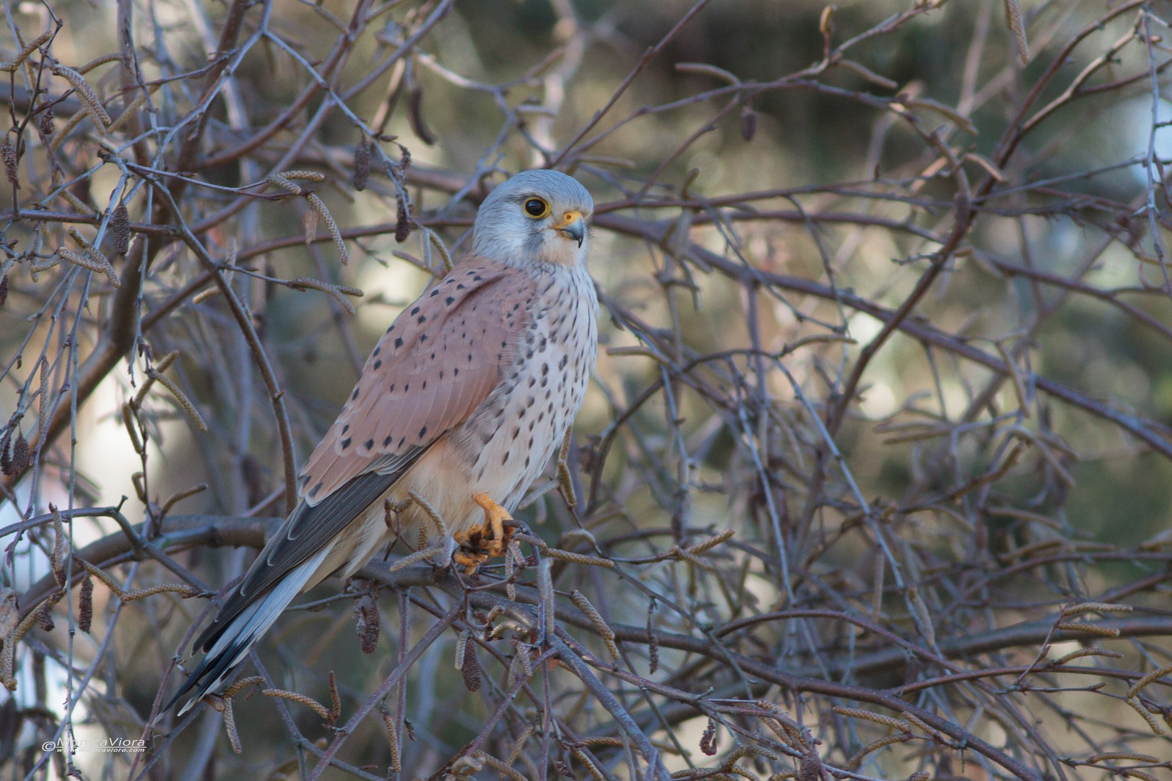kestrel