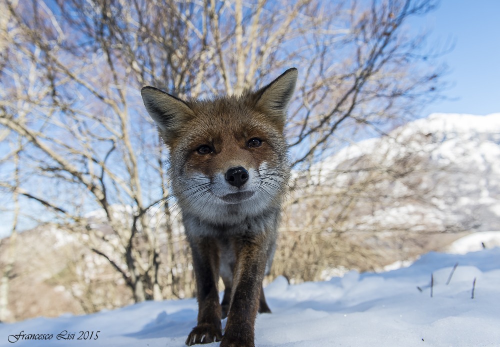 Curious fox
