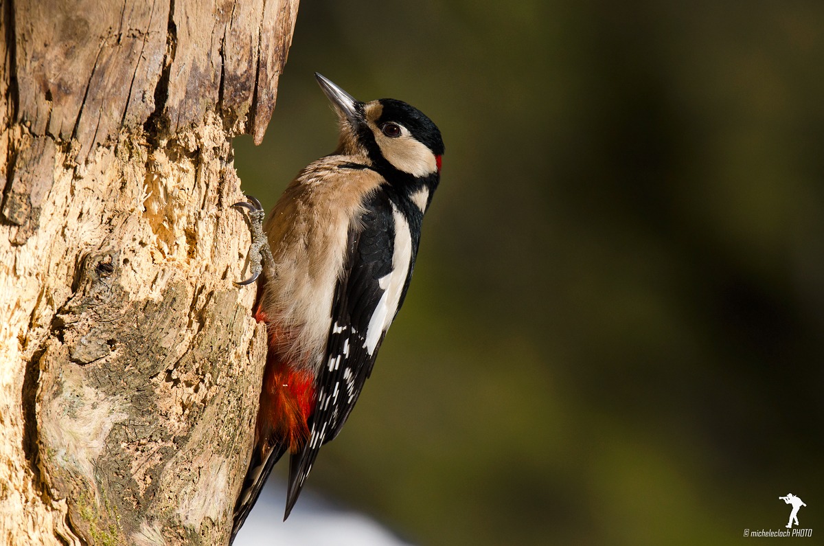 Picchio rosso maggiore