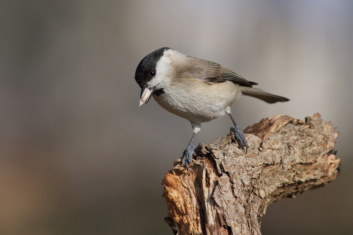 Tit Bigia (P0ecile palustris)