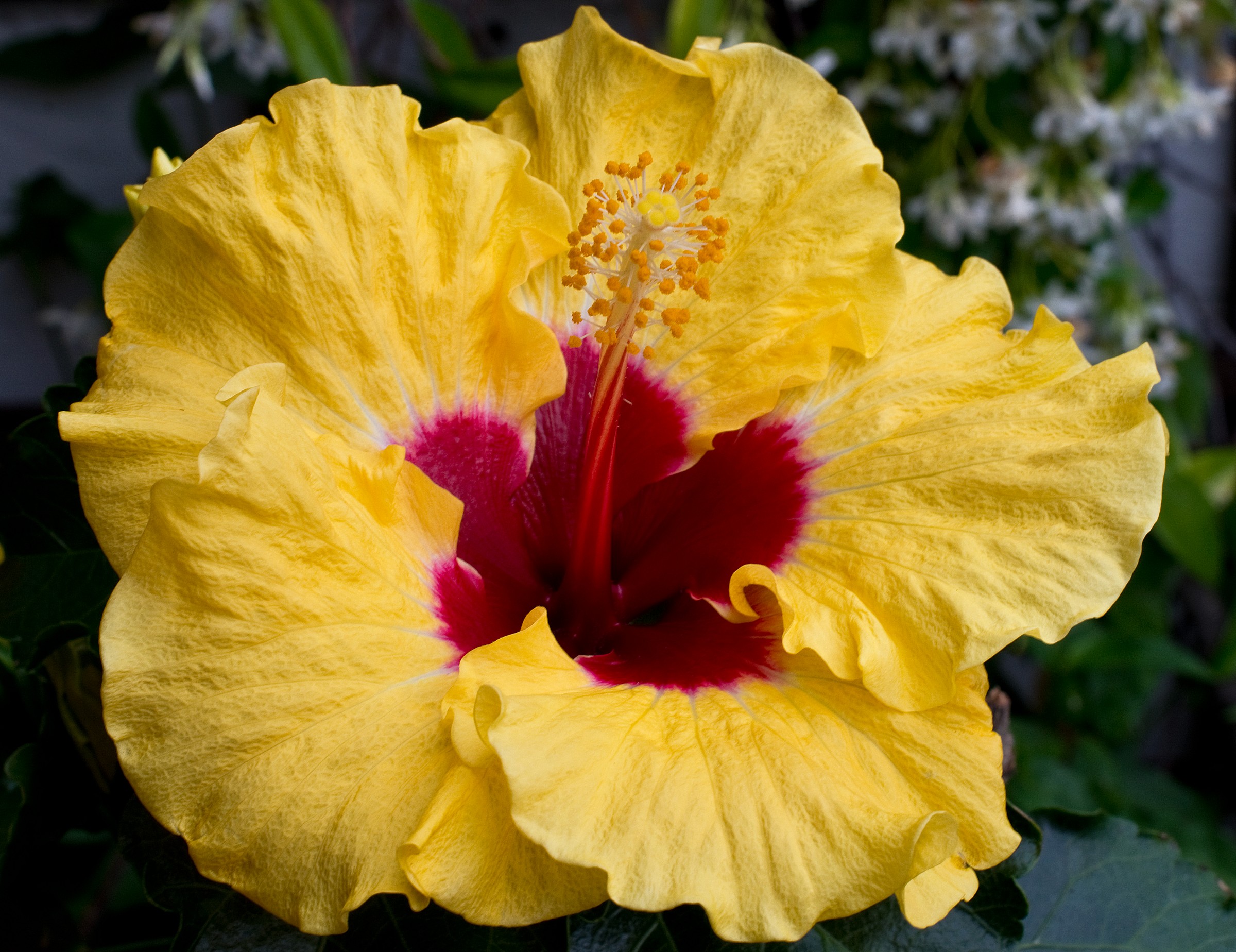 Hibiscus