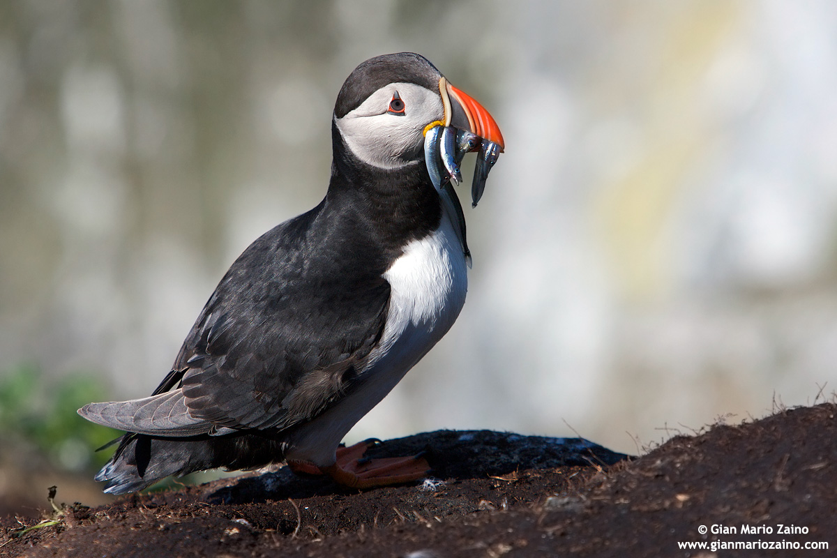 Fratercula arctica / Pulcinella di mare