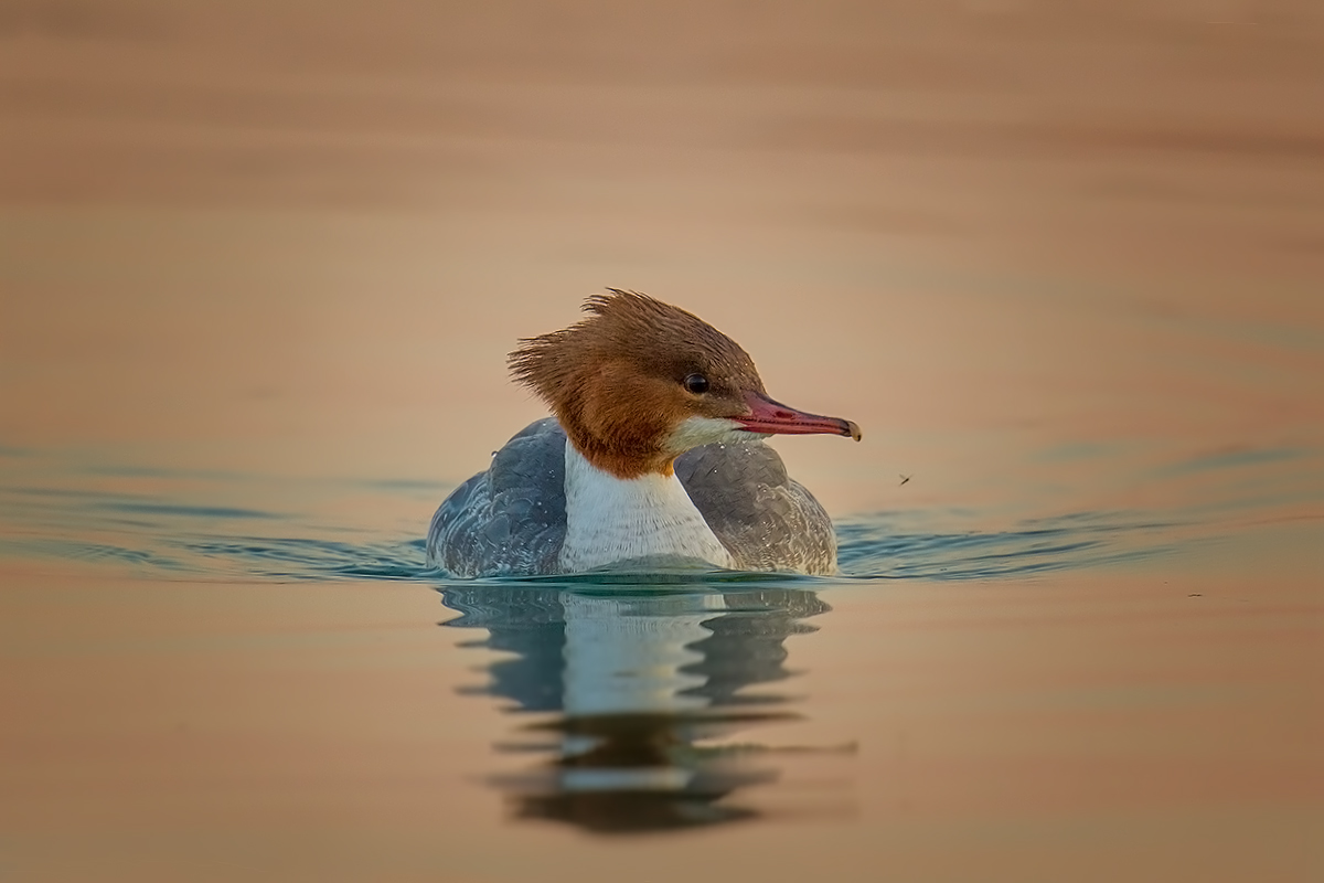 Merganser female, late pomerigio