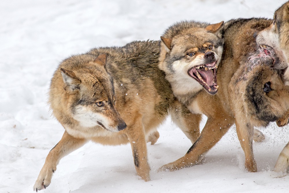 Wolves fighting