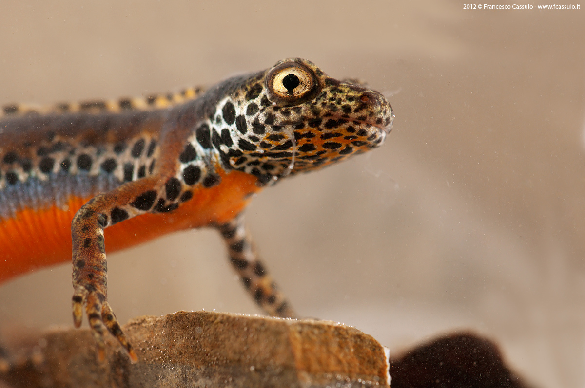 Mesotriton alpestris Laurenti, 1768