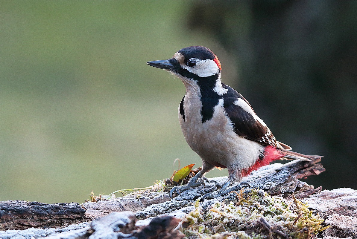 nella brina mattutina