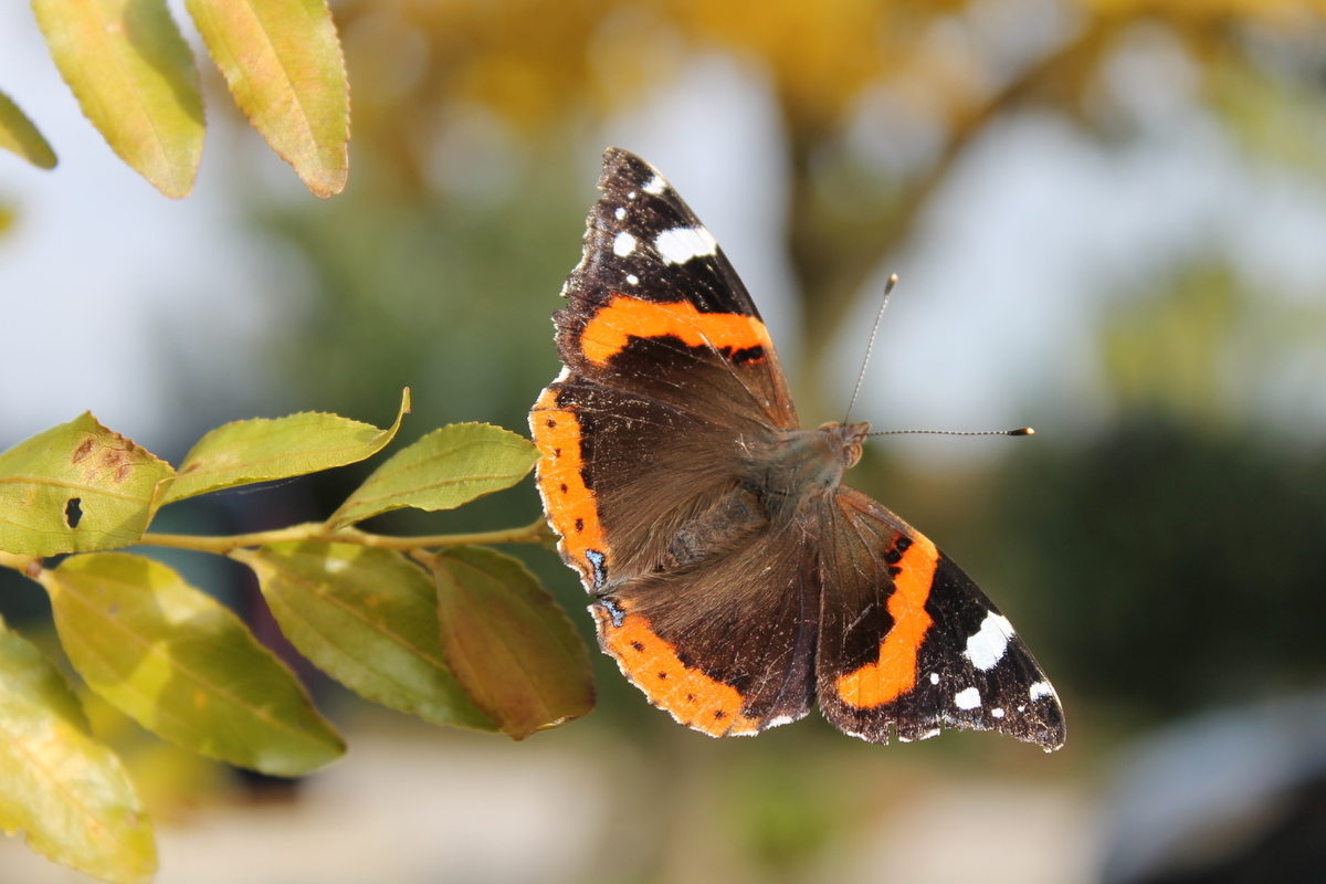 farfalla (vanessa atlanta)