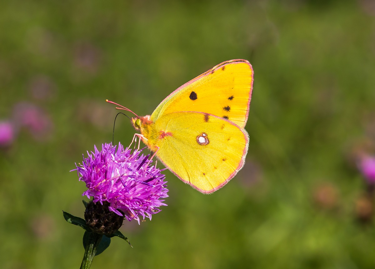 Colias crocea