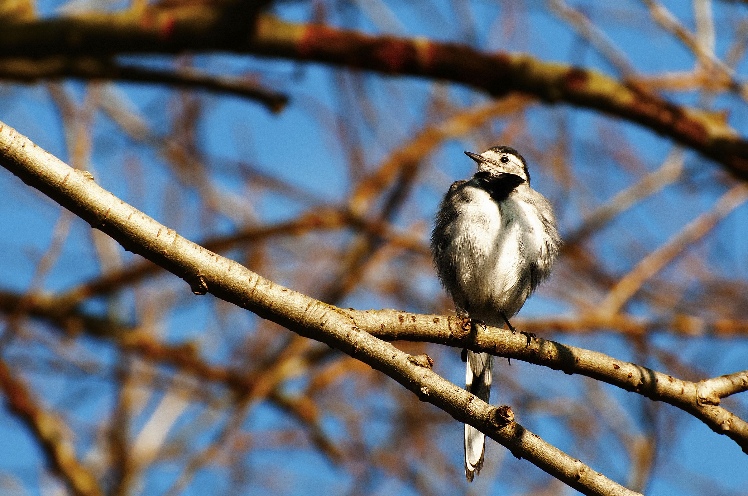 Primo approccio alla fotografia avifauna