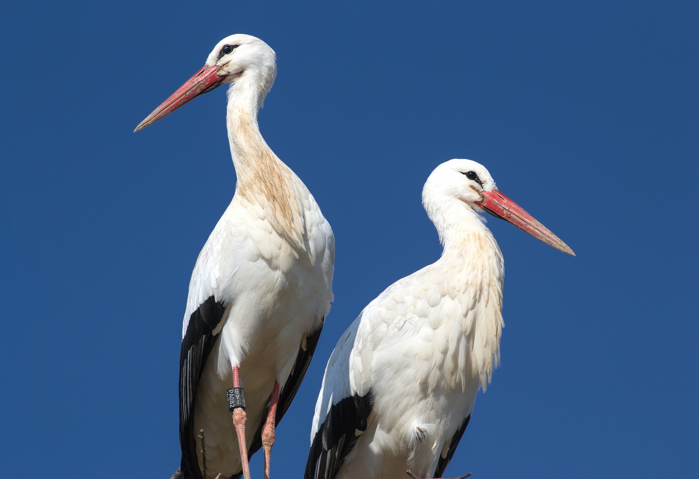 Storks in Fagagna