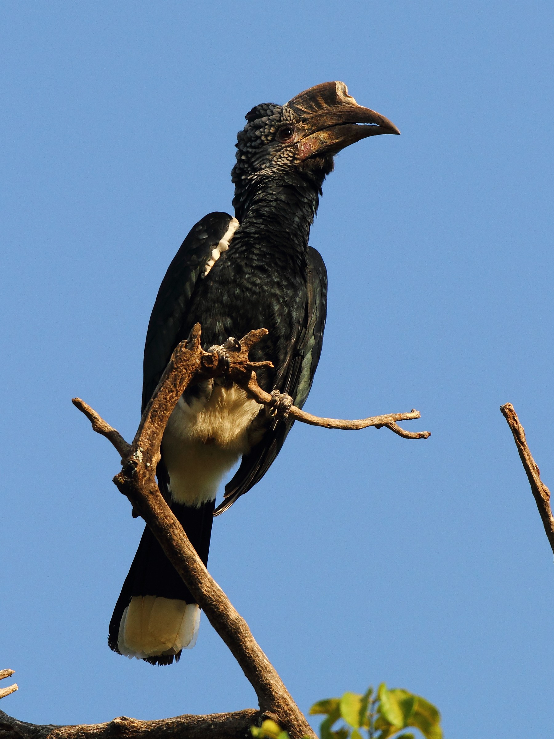Silvery dalle guance Hornbill di Markus