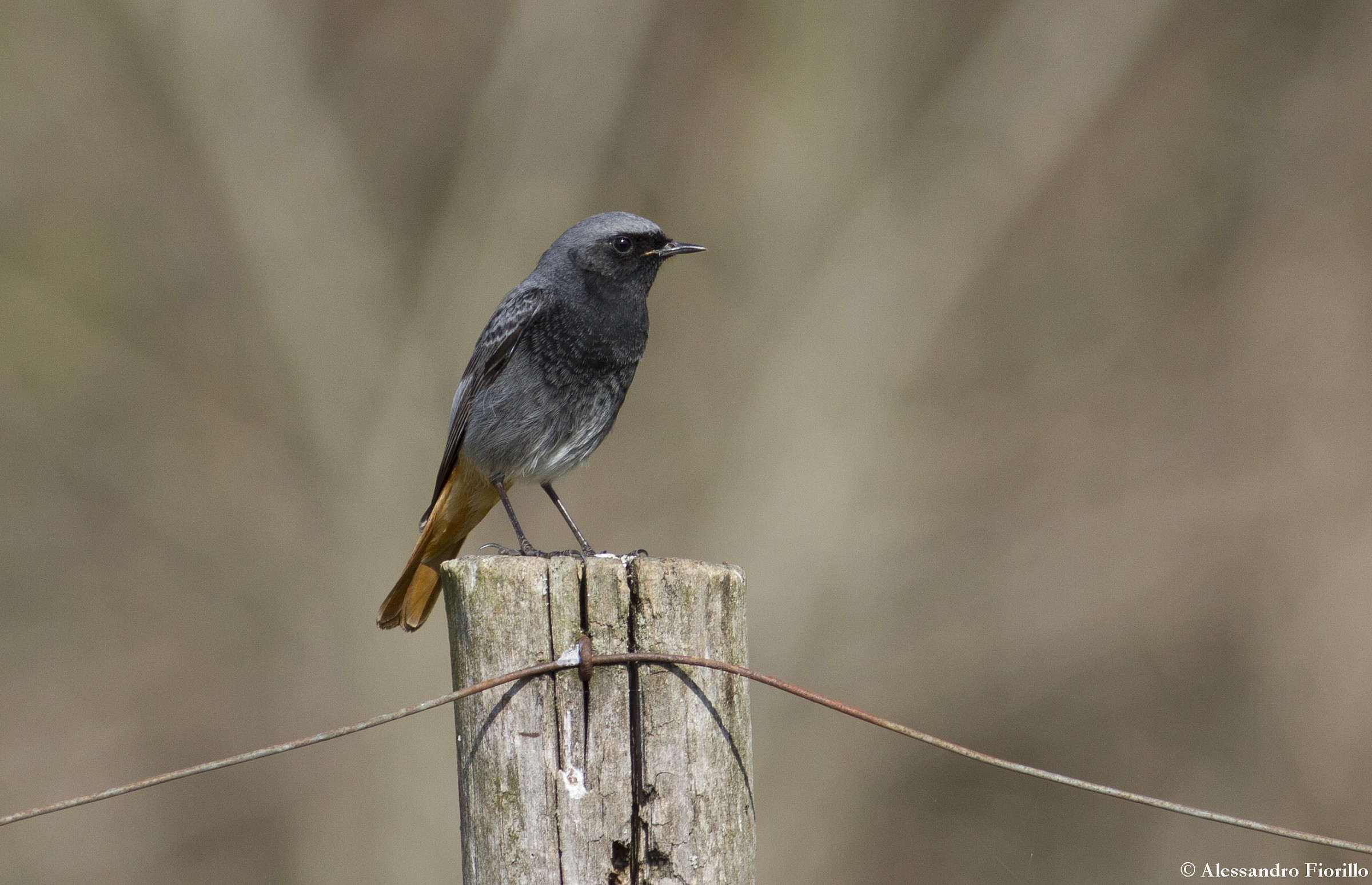 Black Redstart male.